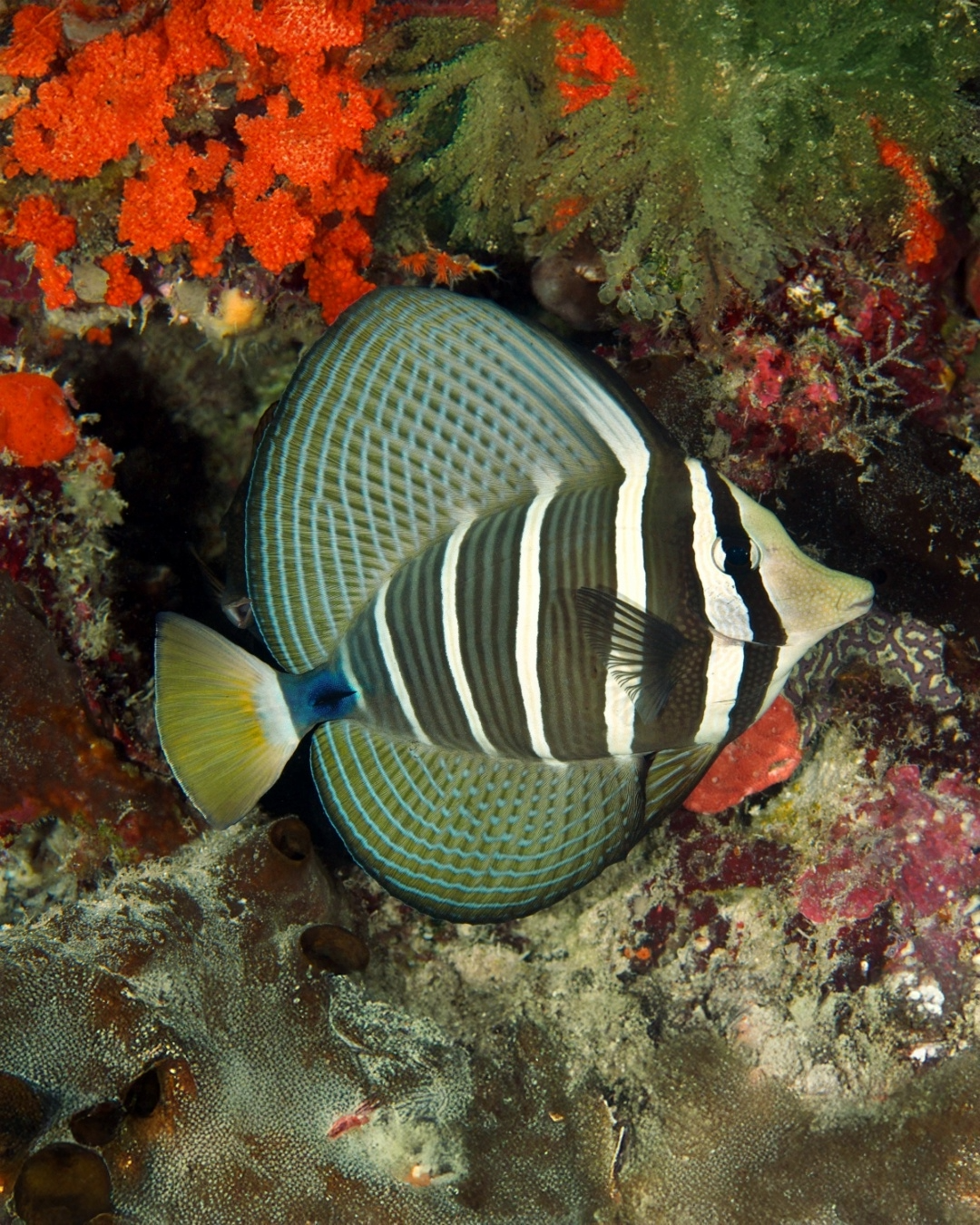 Zebrasoma Veliferum - Cirujano Velífero - Imagen 2