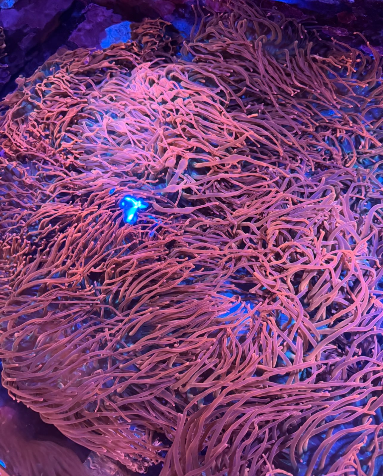 Anémona Quadricolor Roja