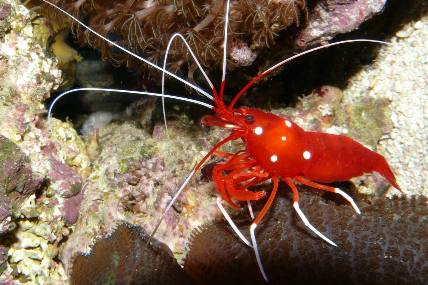 Camarón limpiador Lysmata Debelius(rojo)