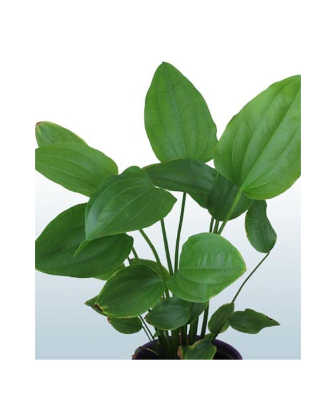 Echinodorus Cordifolius