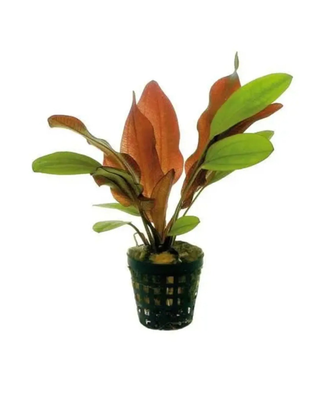 Echinodorus Fancy Twist