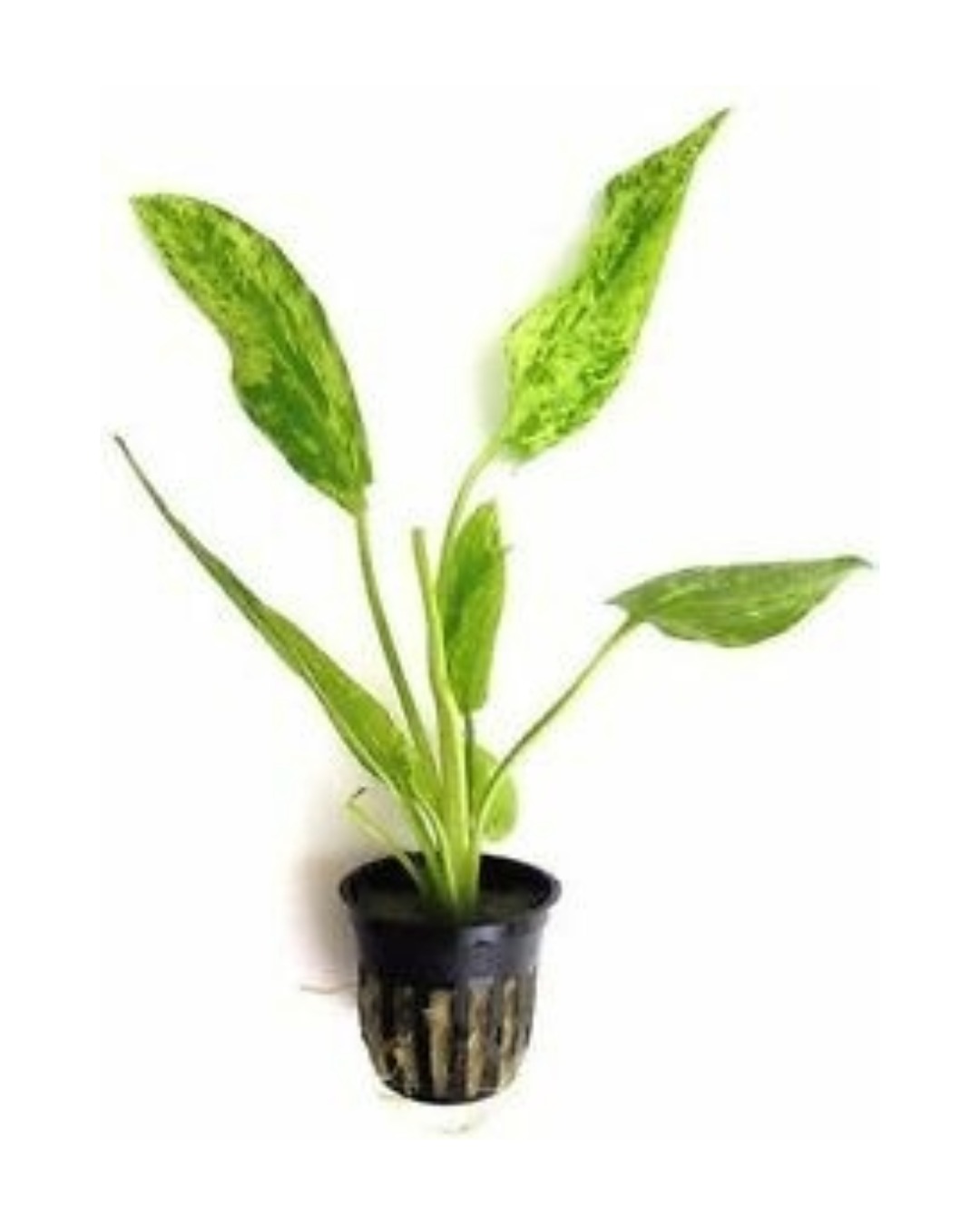 Echinodorus Marble Queen