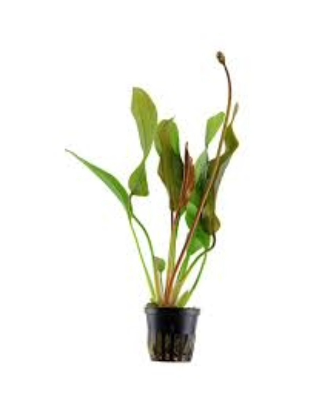 Echinodorus Red Diamond
