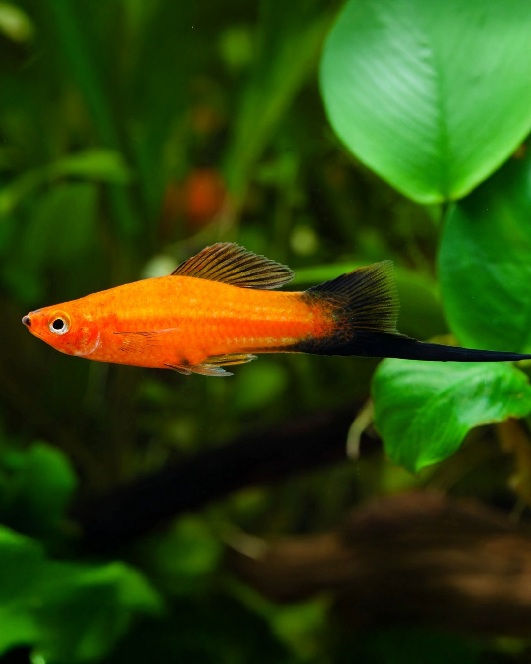 Xiphophorus Hellerii «Espada»