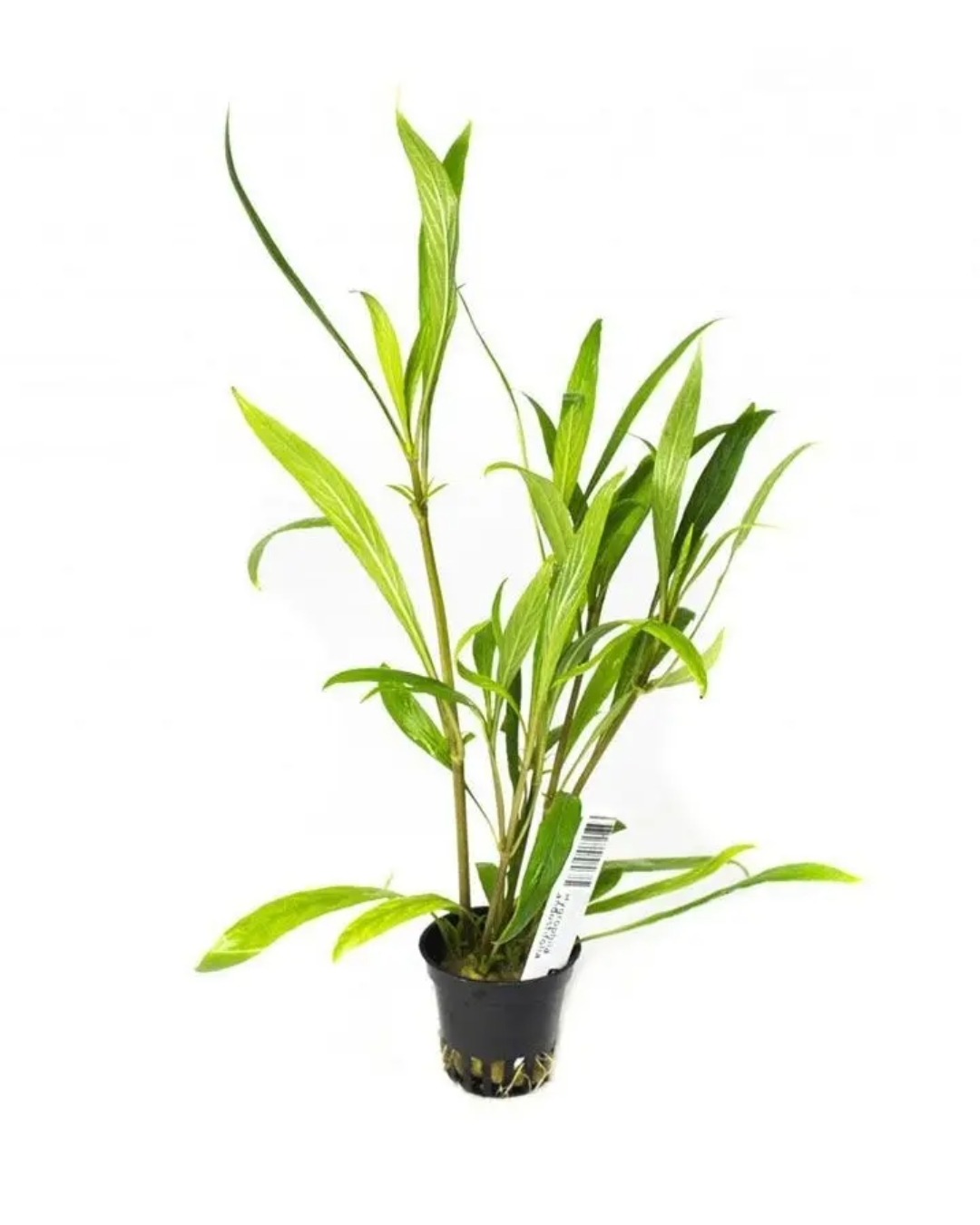 Hygrophila Angustifolia