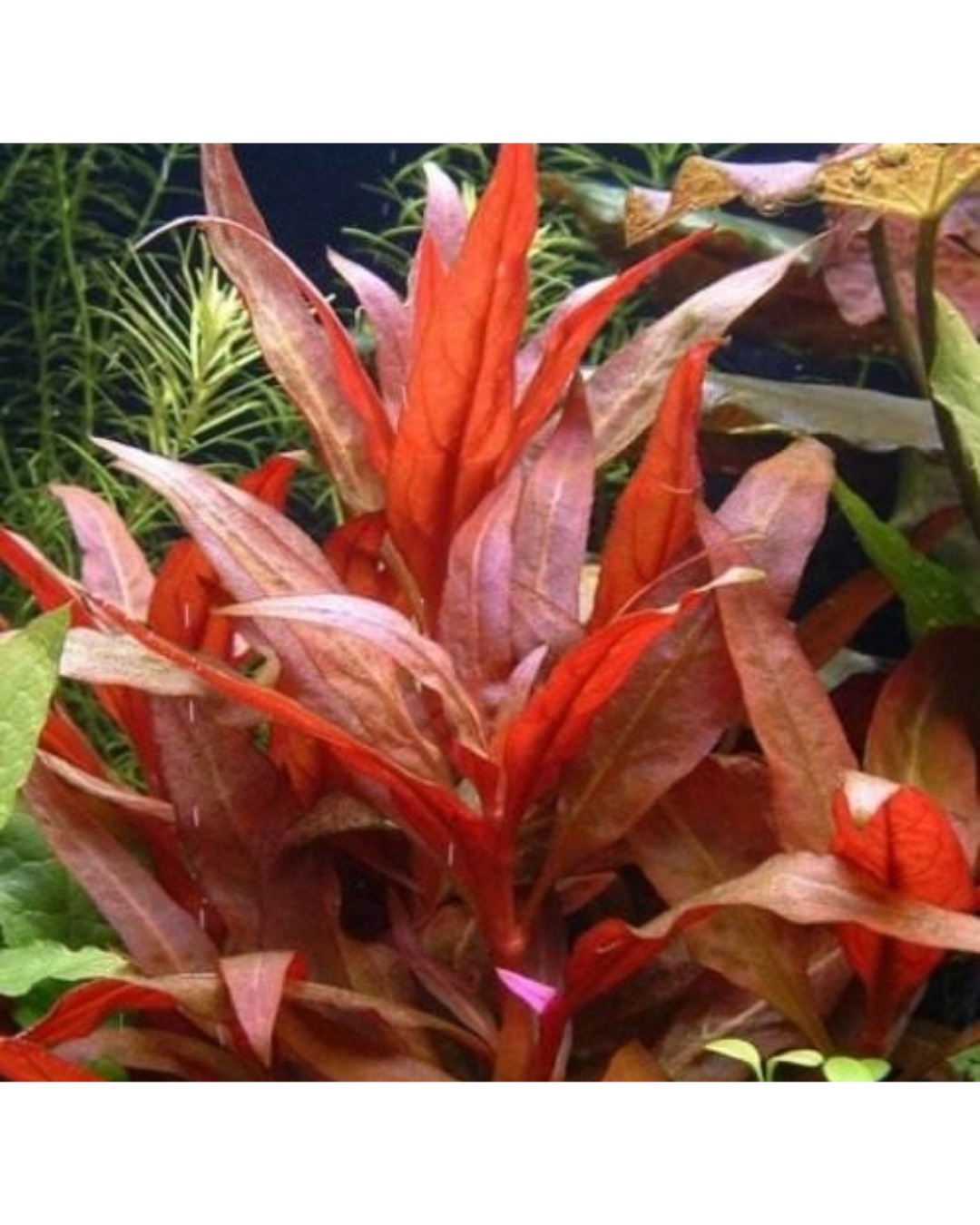 Hygrophila Corimbosa Red