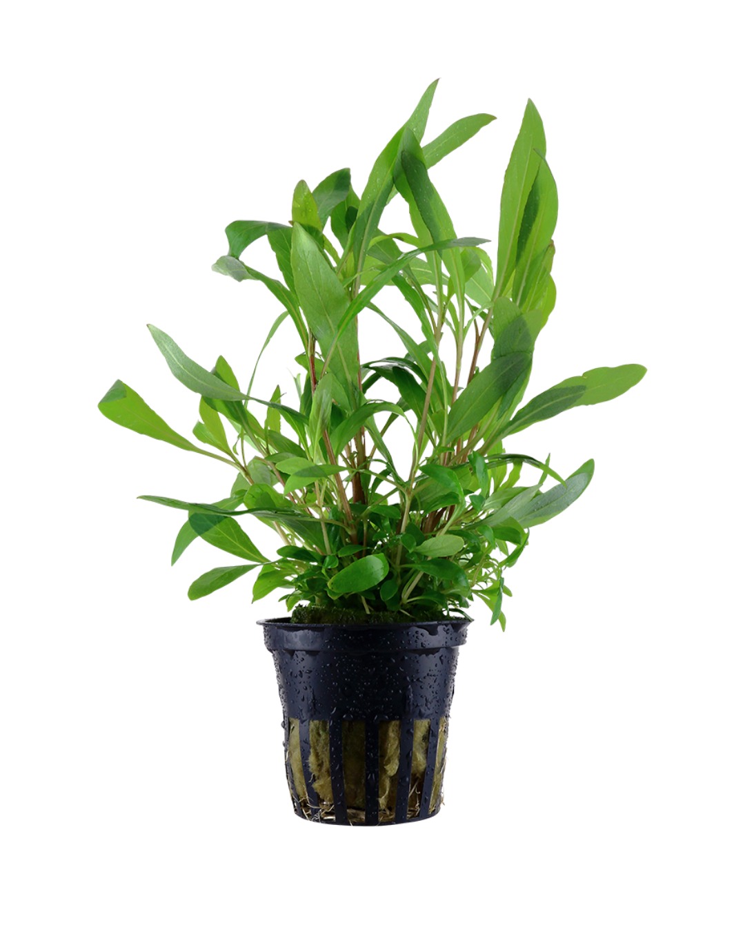 Hygrophila Corimbosa