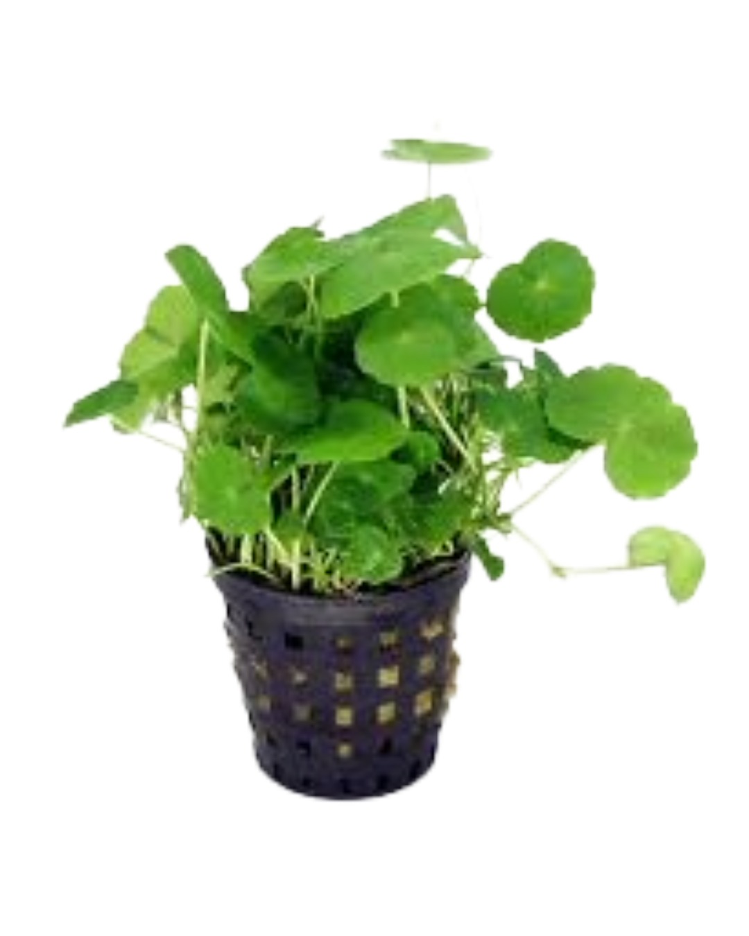 Hydrocotyle Leucocephala
