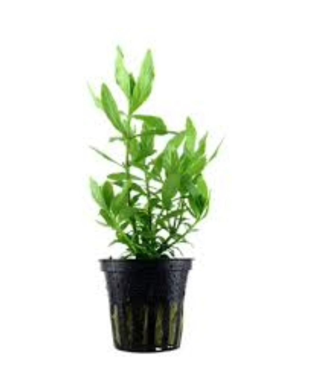 Hygrophila Polisperma