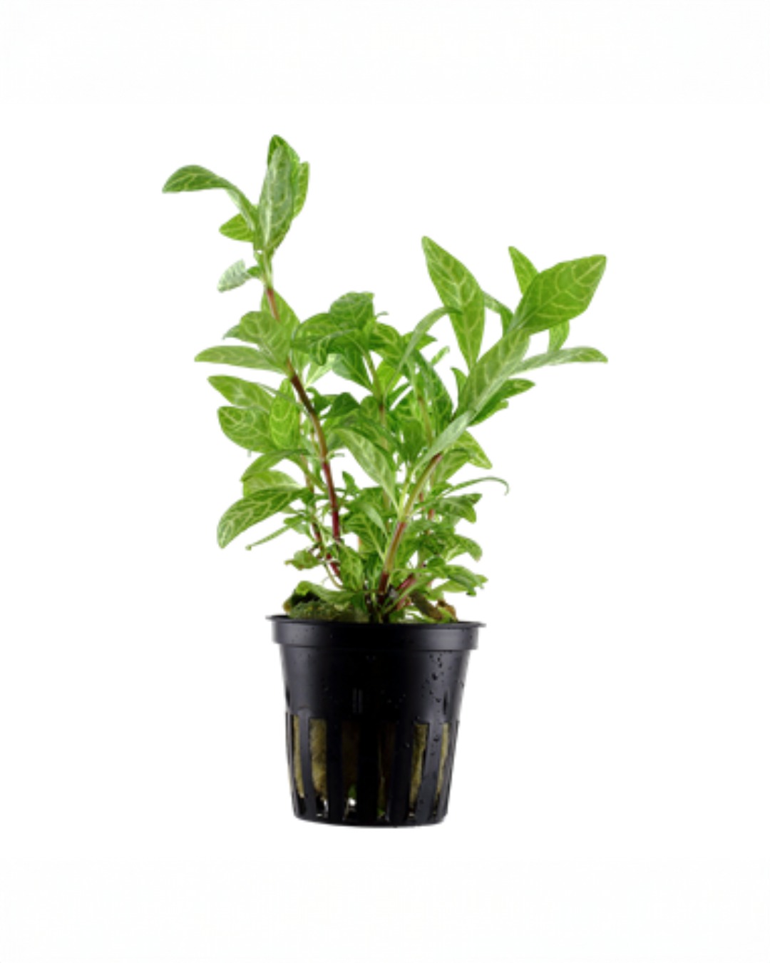 Hygrophila Polisperma Rosanevirg