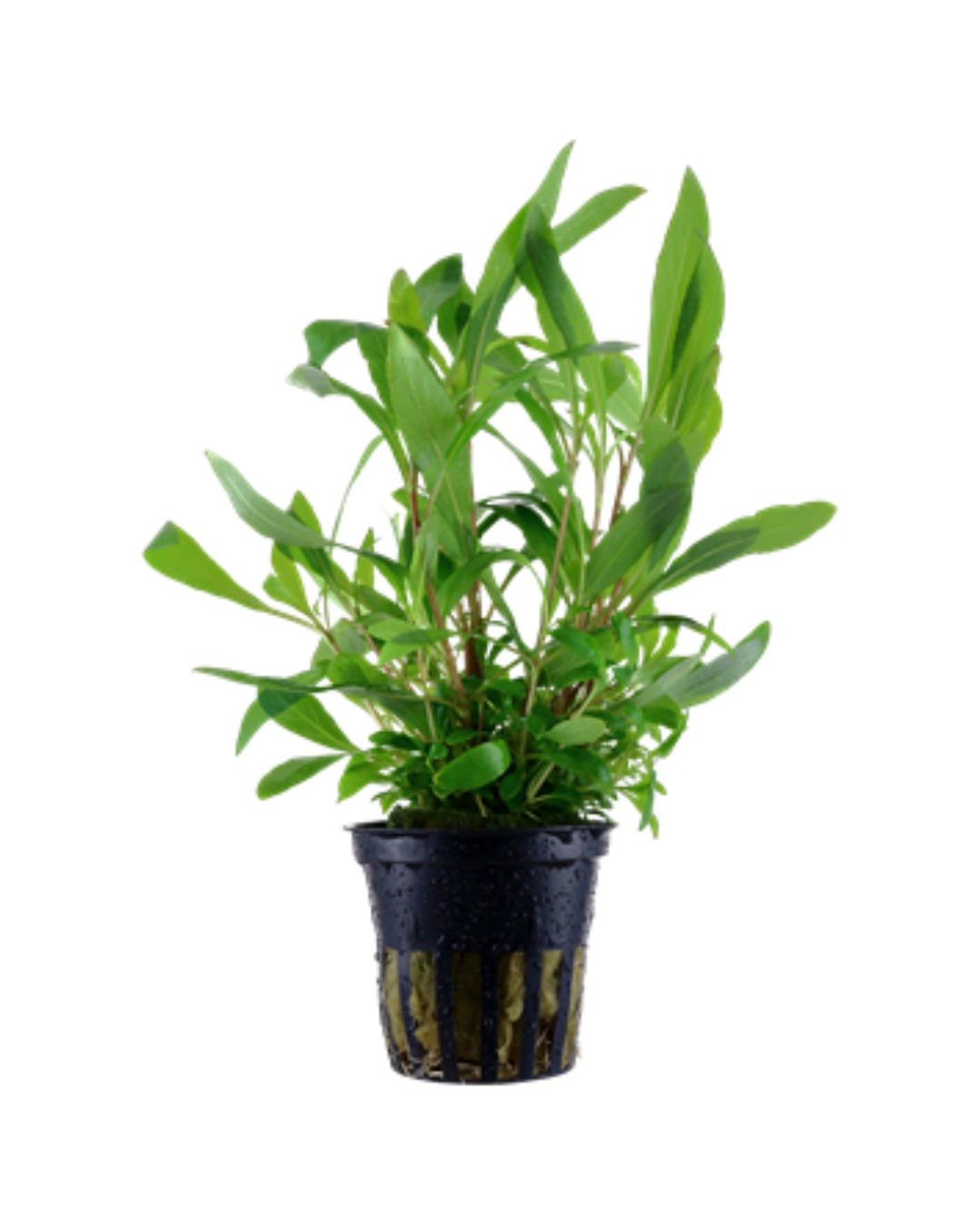 Hygrophila Siamensis 53B