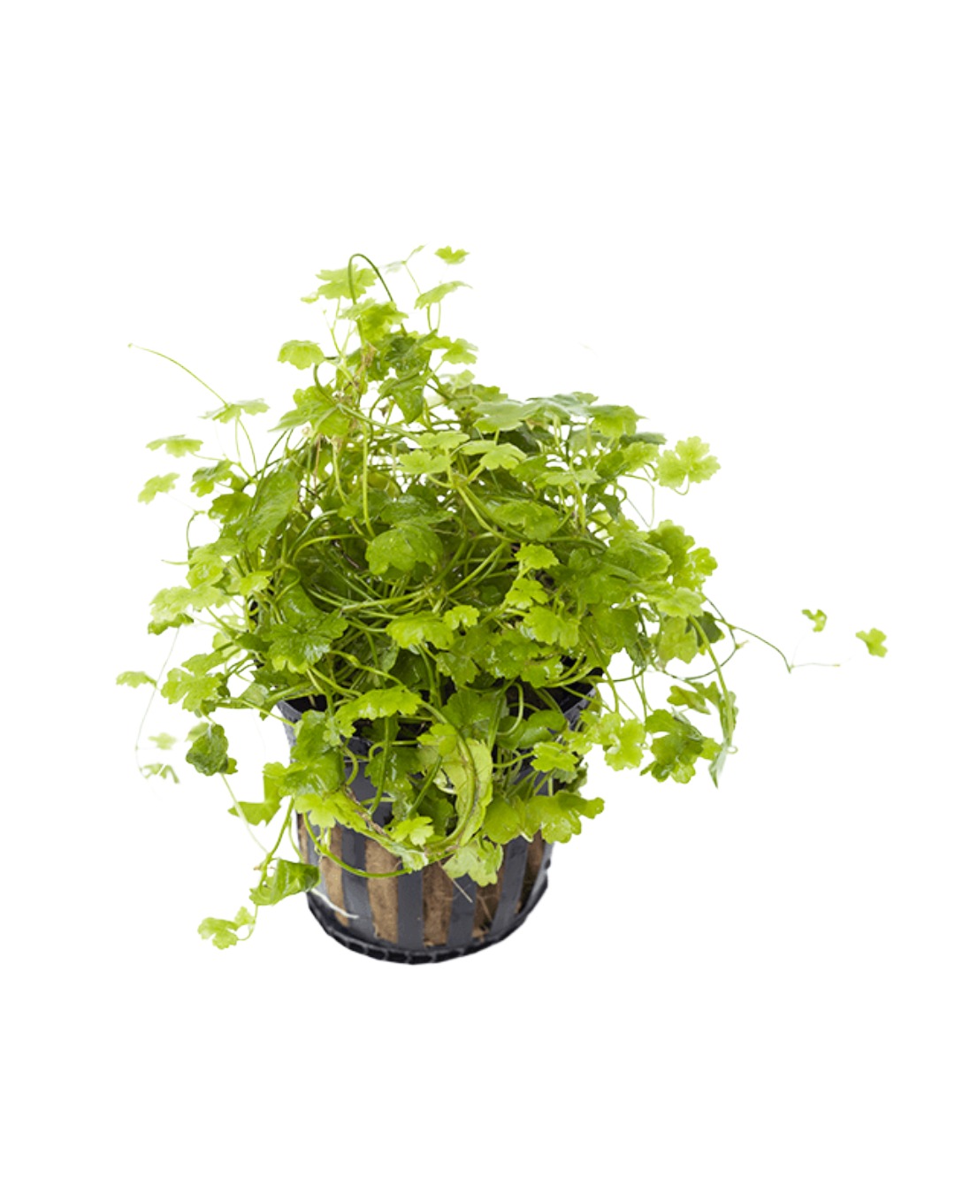 Hydrocotyle Tripartita Mini