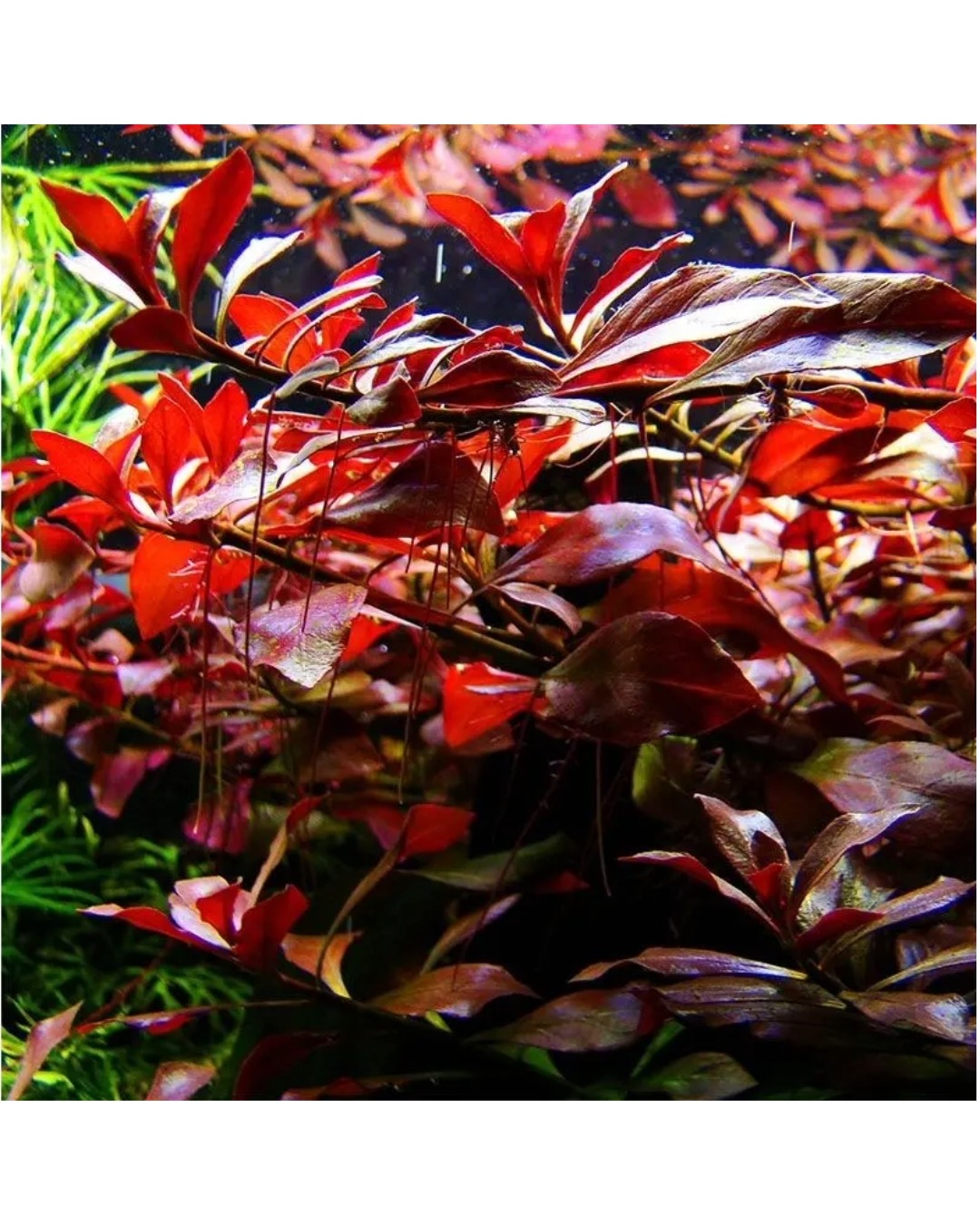 Ludwigia Palustris Red - Imagen 2