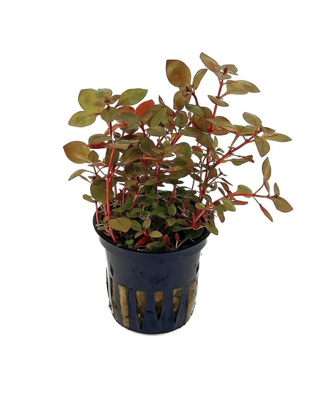 Ludwigia Palustris Red