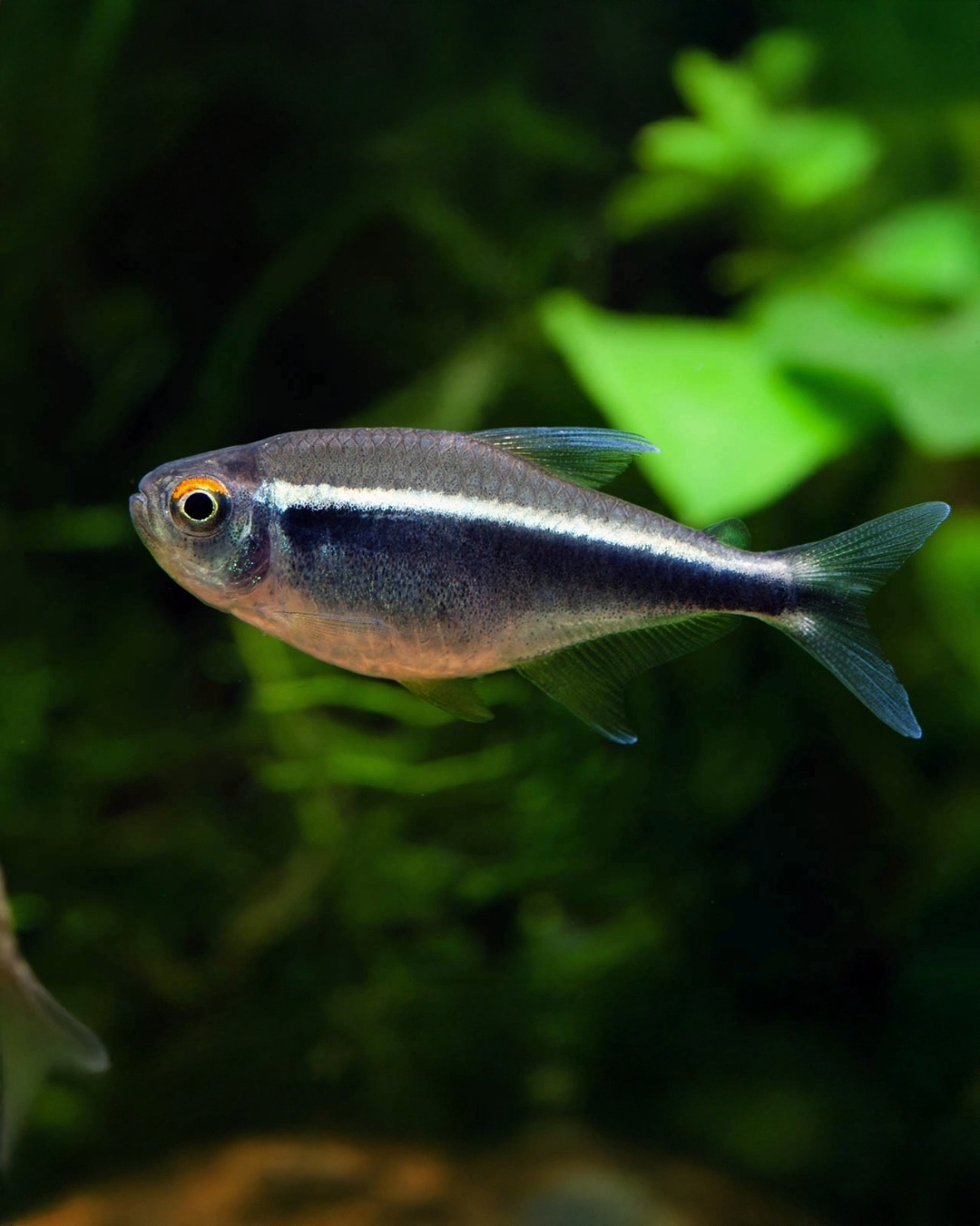 Hyphessobrycon Herbertaxelrodi «Tetra Neón Negro»