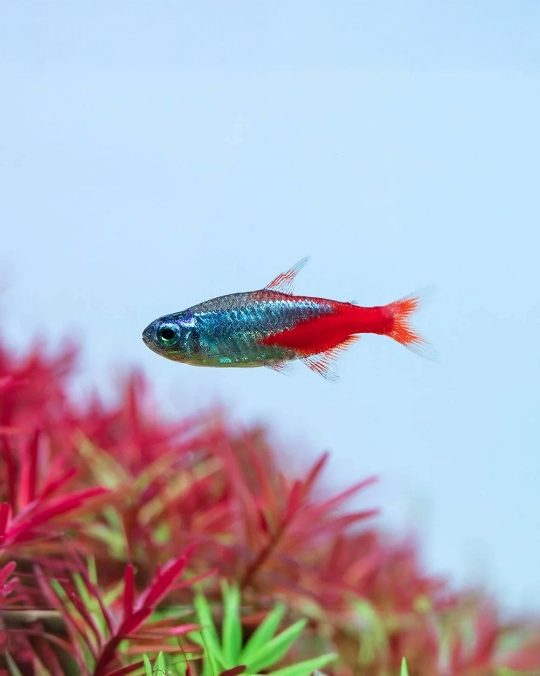 Paracheirodon Innesi «Tetra Neón»