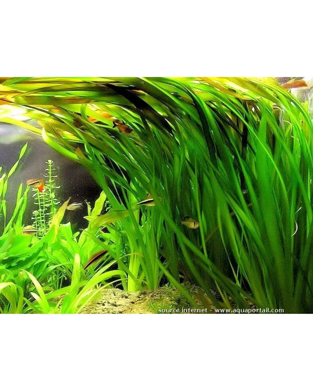 Vallisneria - Imagen 2
