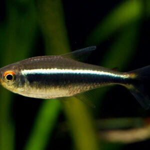 Hyphessobrycon Megalopterus «Tetra Black Phantom»