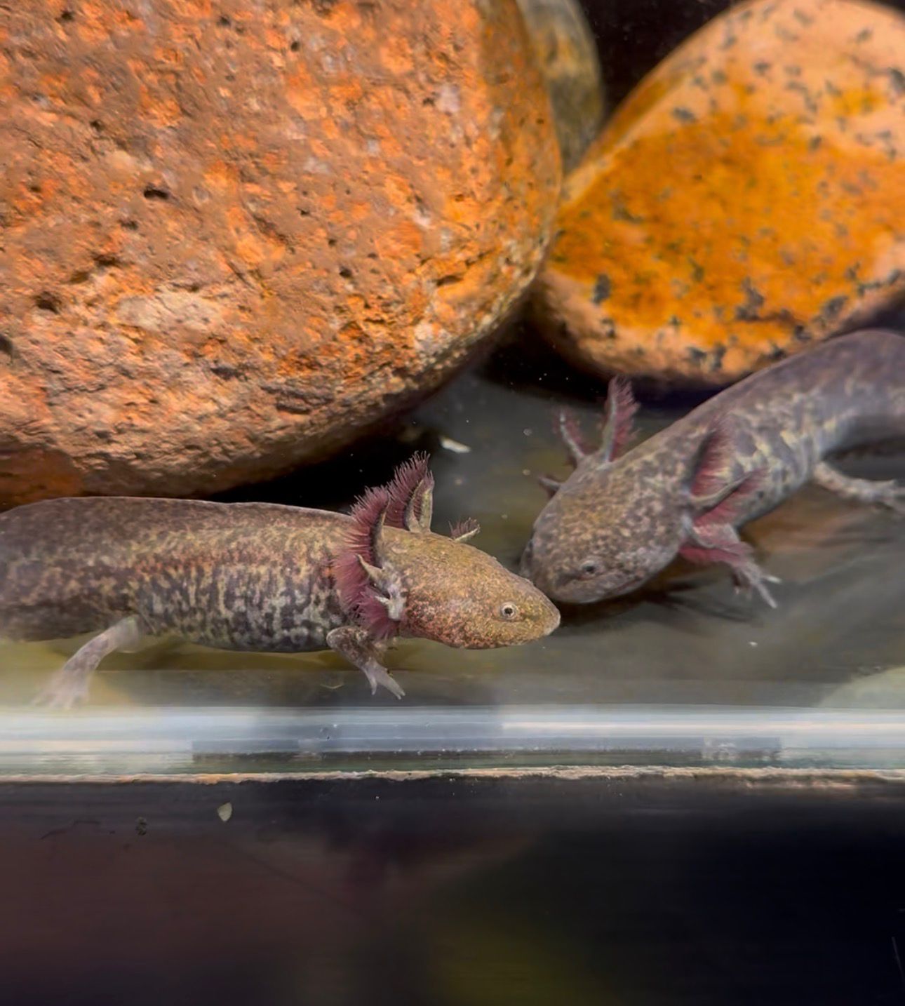 Axolote/Ajolote - Imagen 3