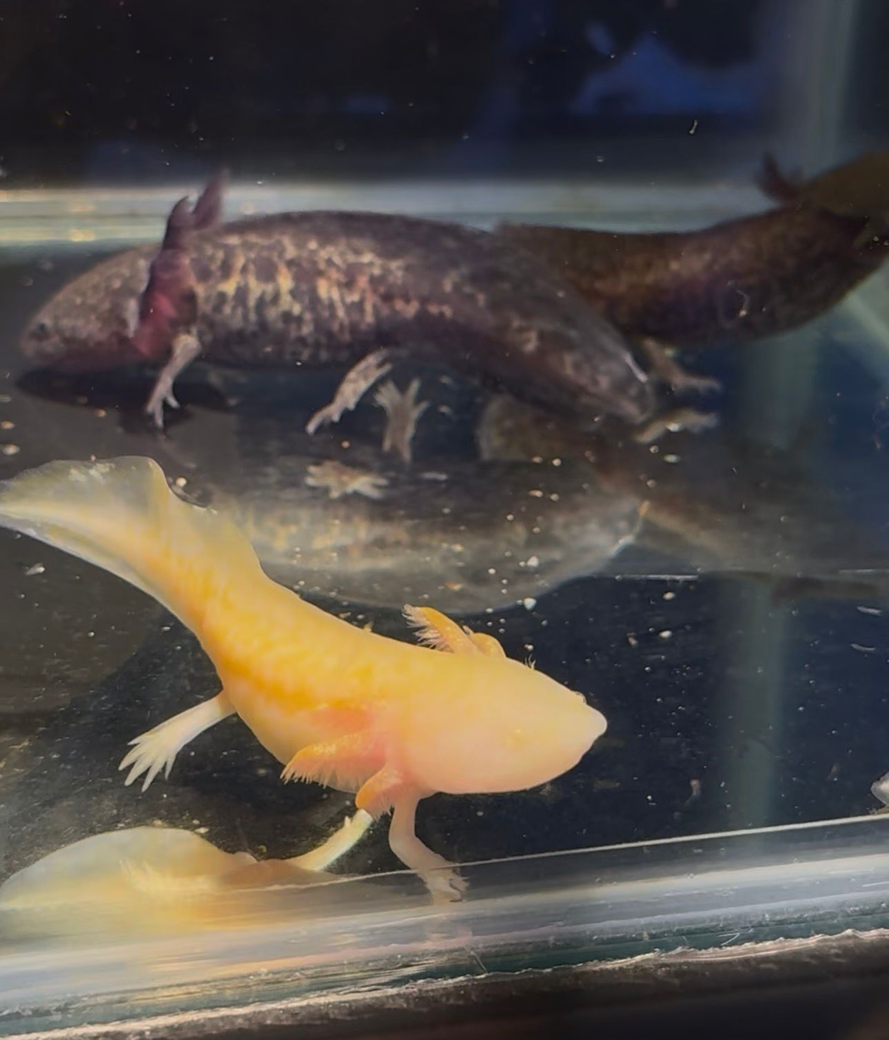 Axolote/Ajolote - Imagen 2