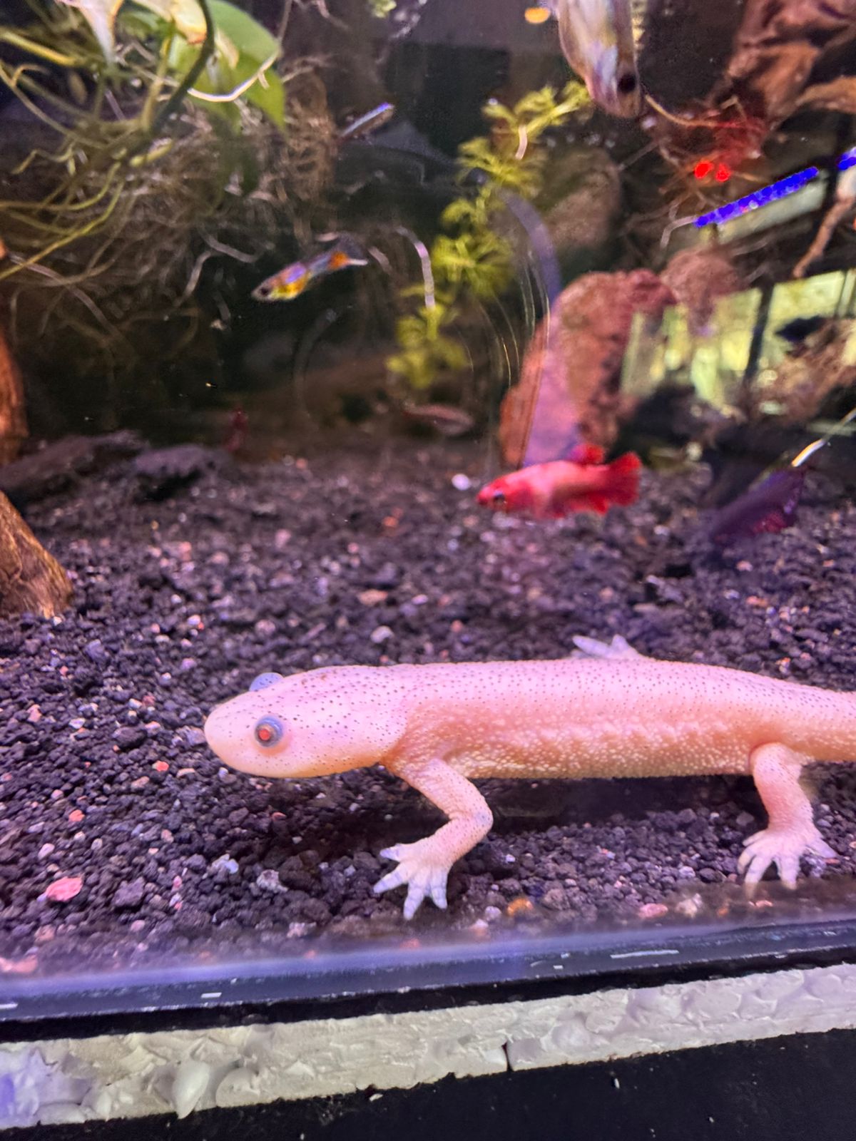 Tritones Gallipato - Imagen 4