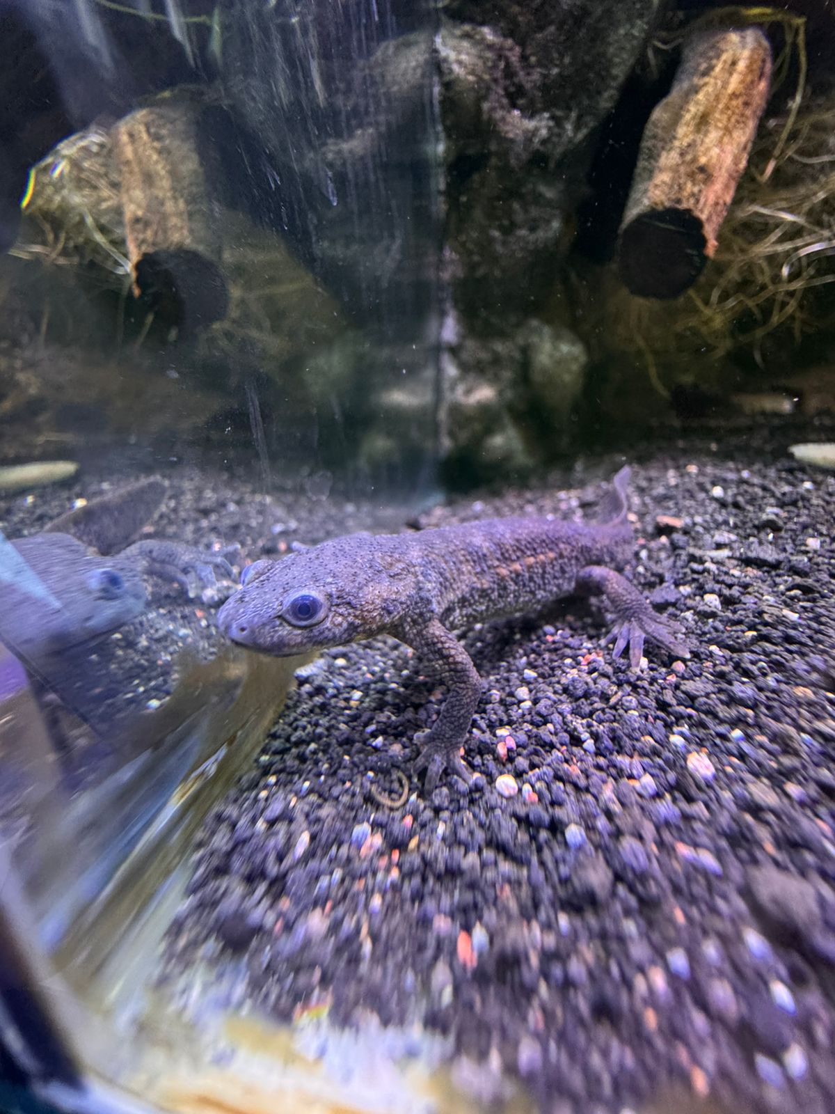 Tritones Gallipato - Imagen 3