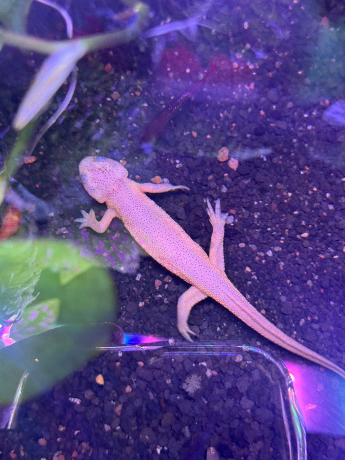 Tritones Gallipato - Imagen 2