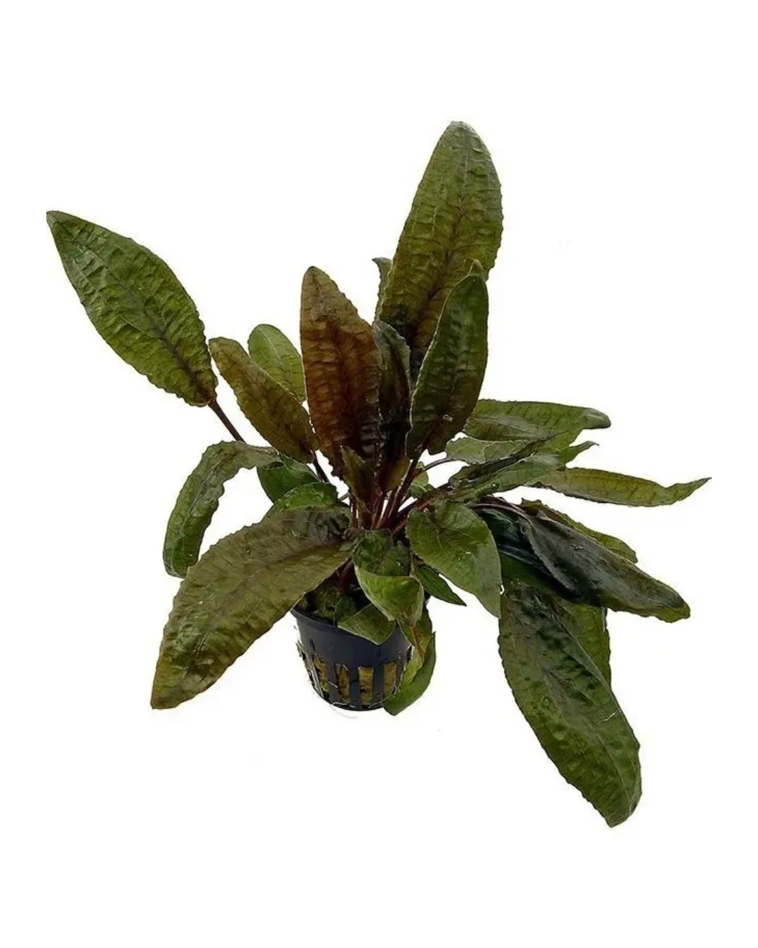Cryptocoryne Wendtii Tropica