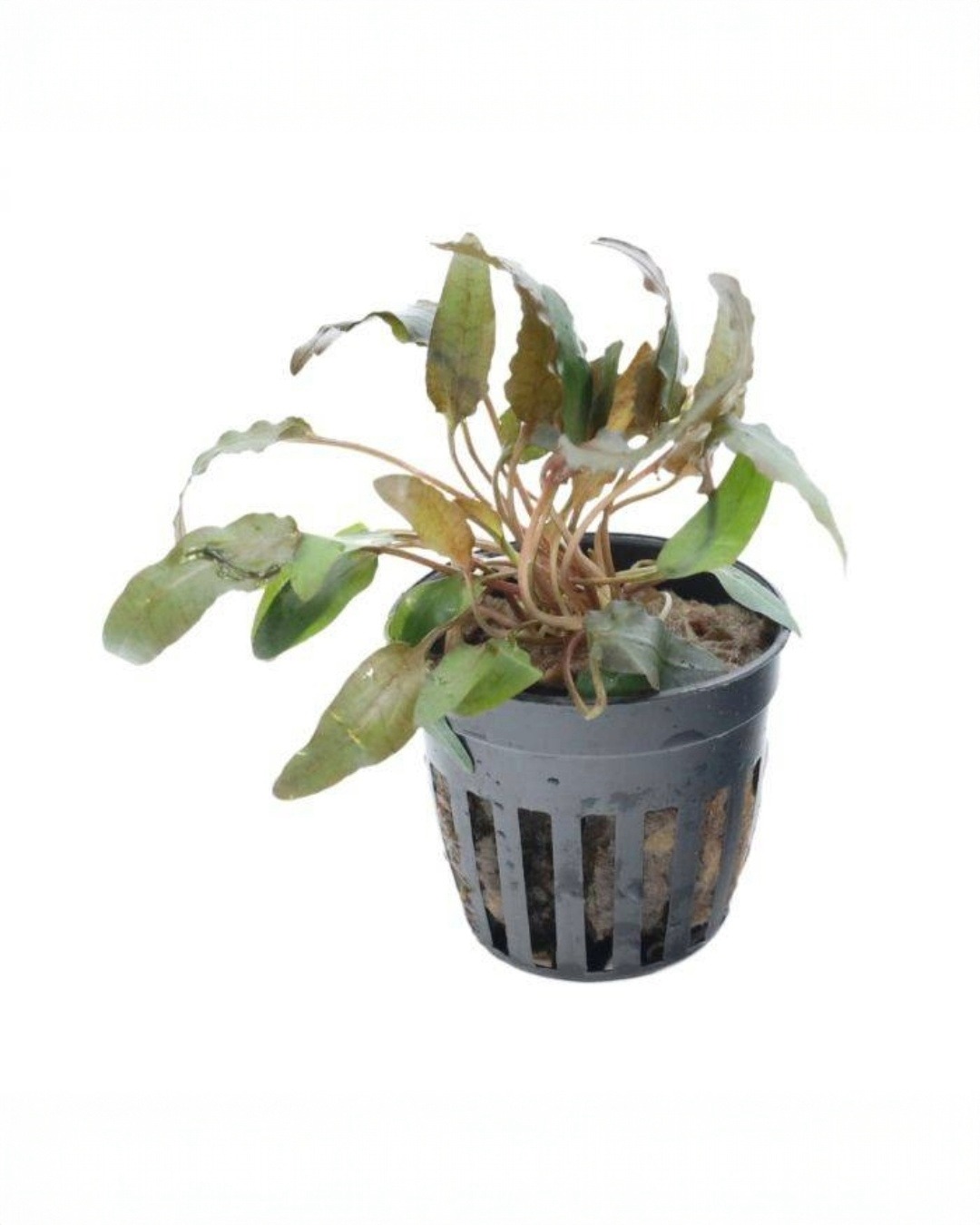 Cryptocoryne Brown