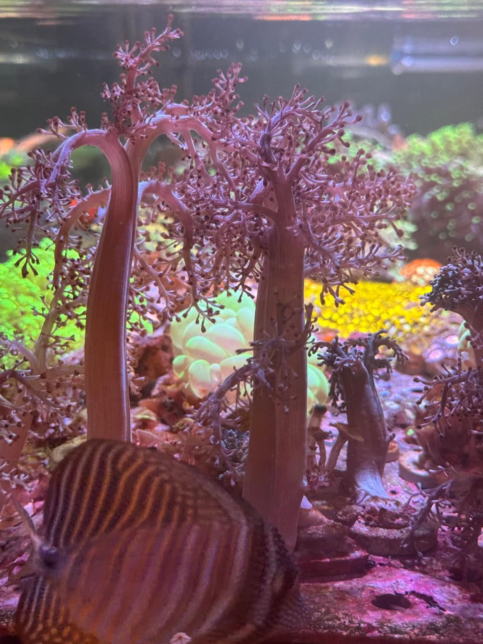 Arbol de Kenia - Imagen 2