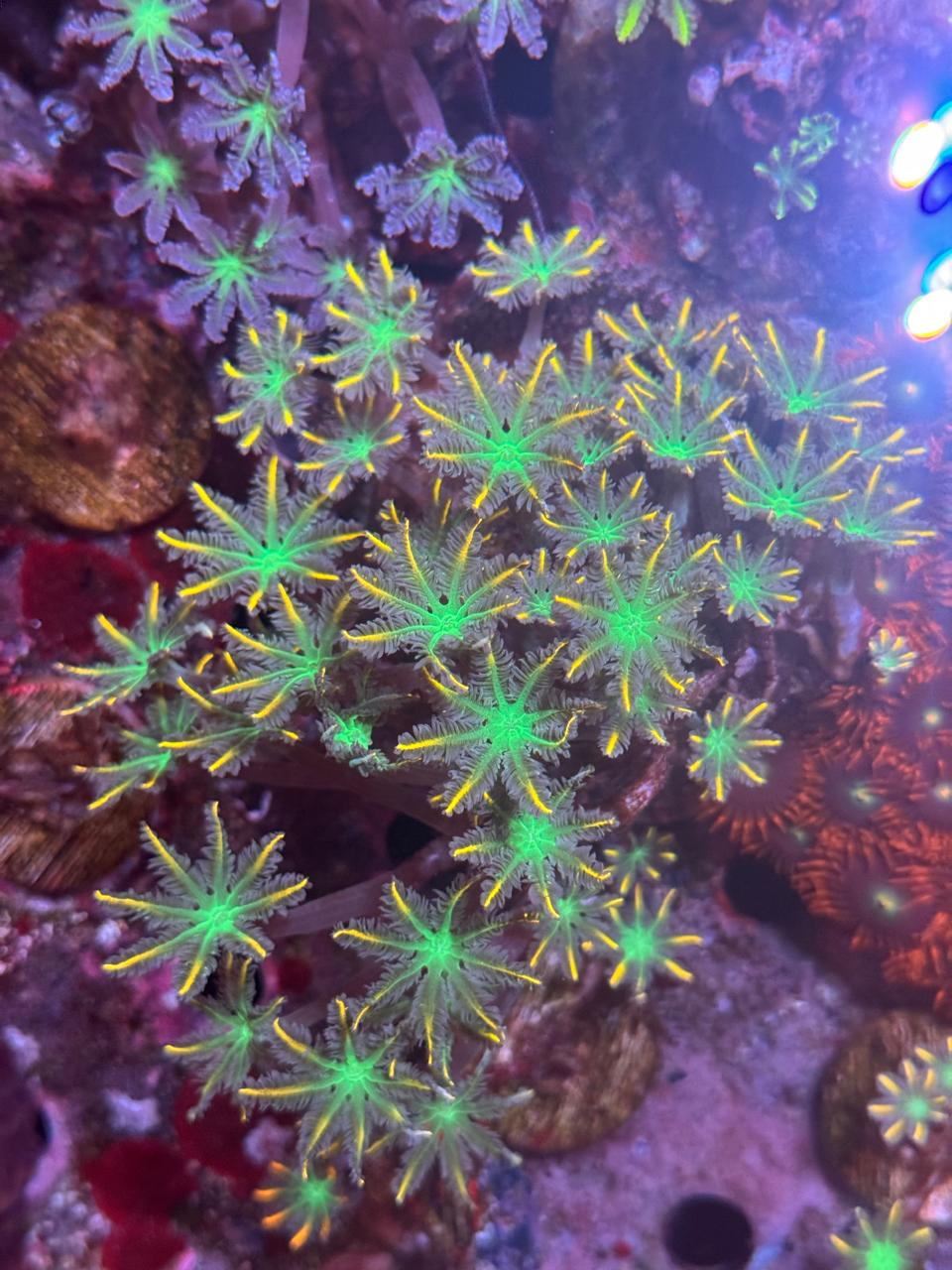 Clavularia Papaya Gold (Por Polipo) - Imagen 3