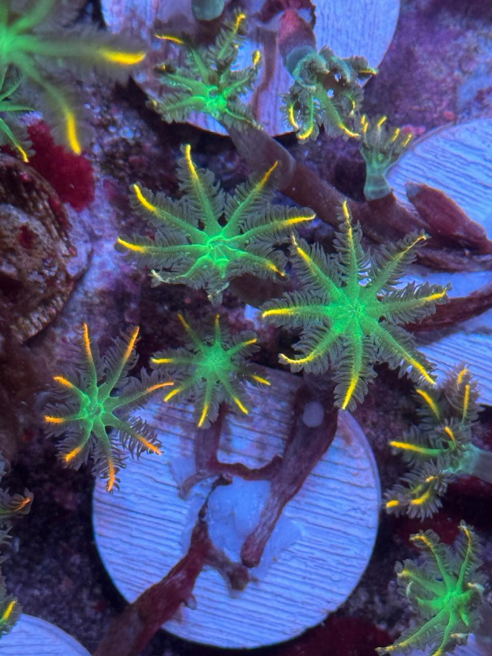 Clavularia Papaya Gold (Por Polipo)