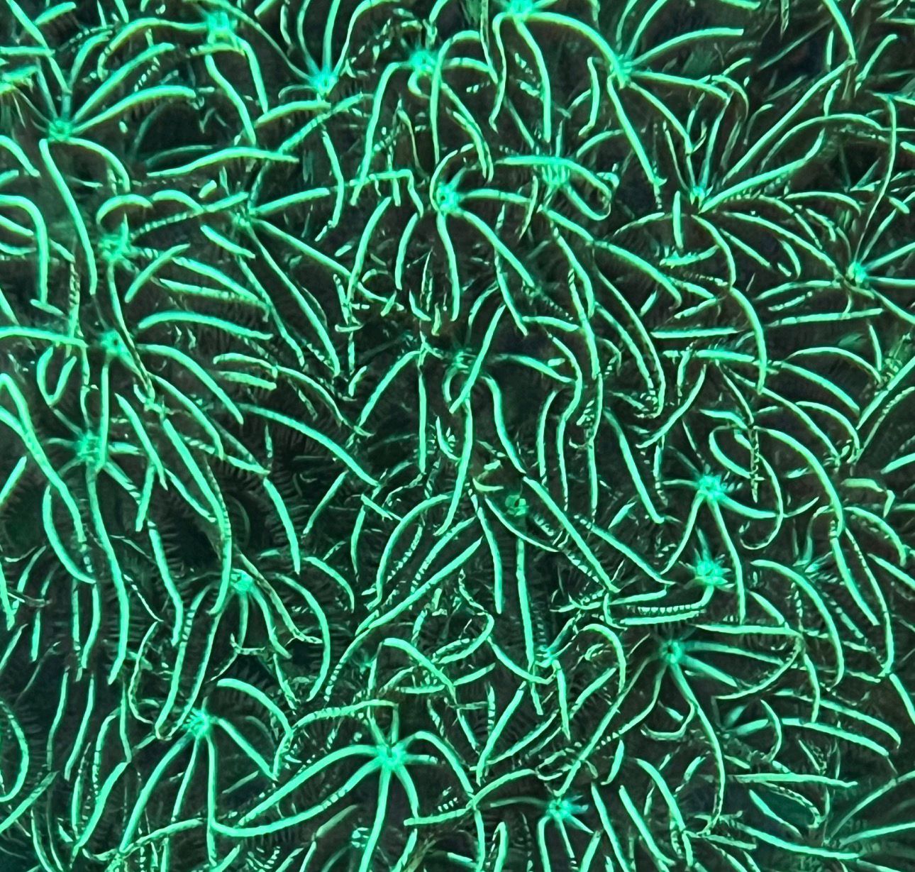 Pachyclavularia Green Mint - Imagen 4