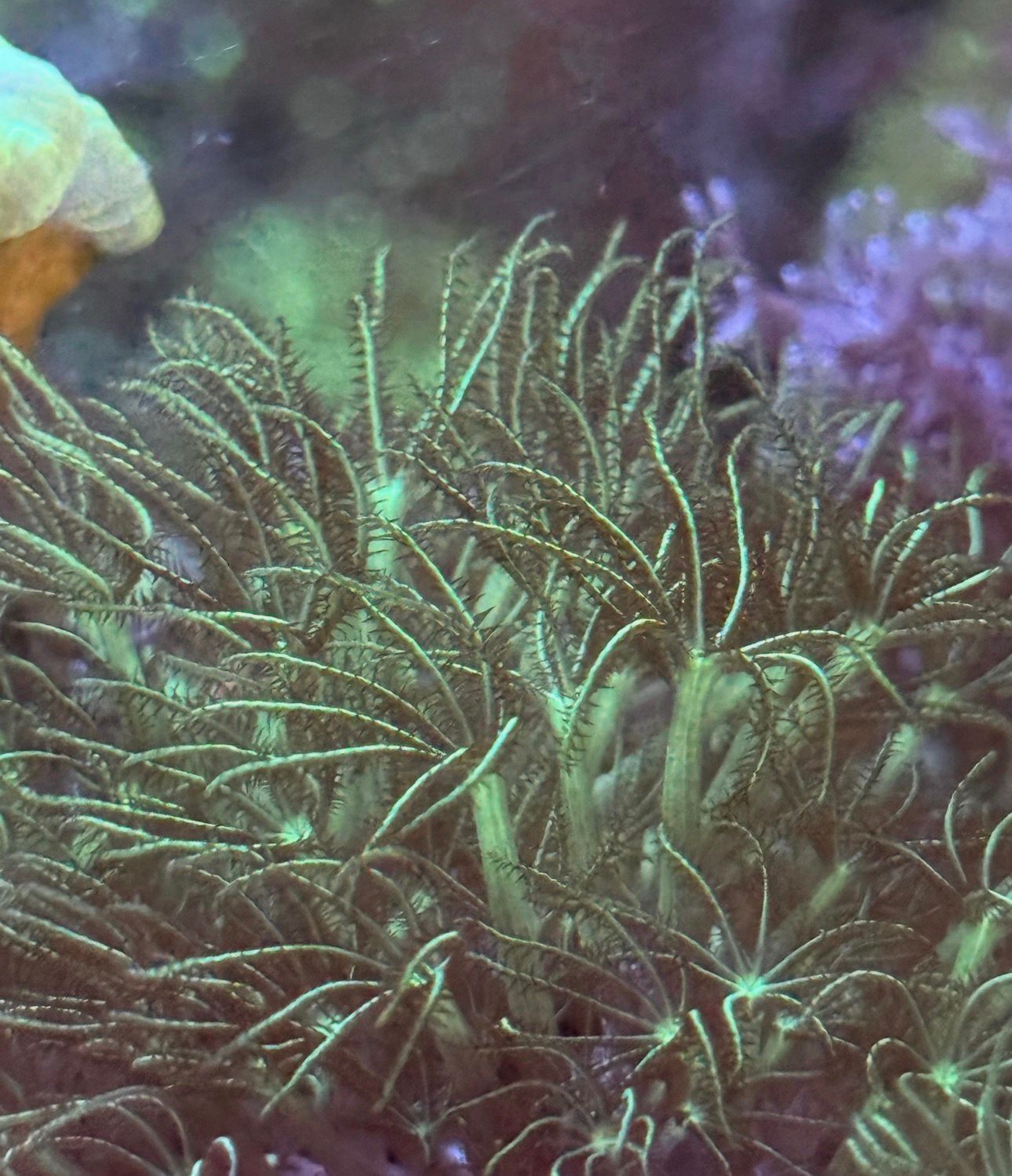 Pachyclavularia Green Mint - Imagen 3