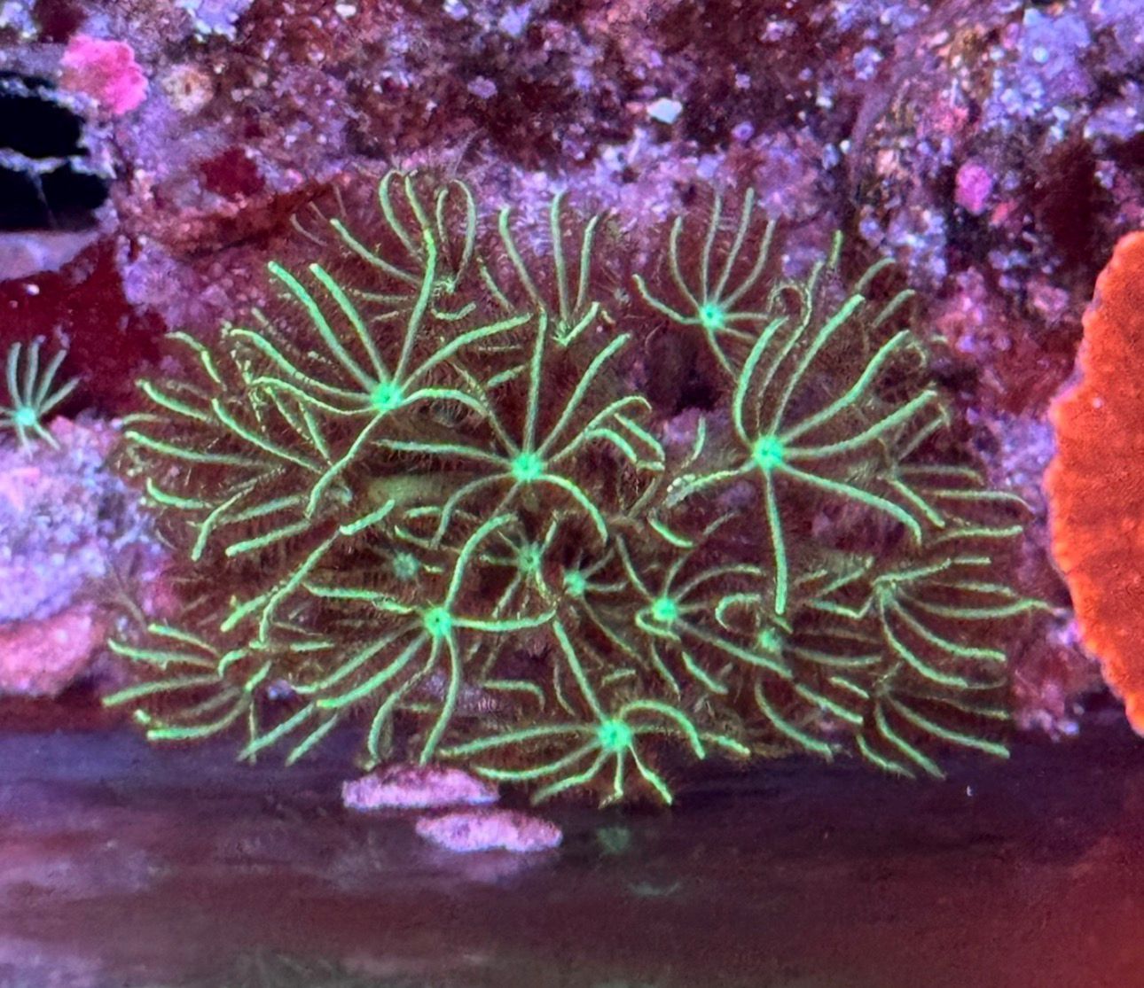 Pachyclavularia Green Mint - Imagen 2