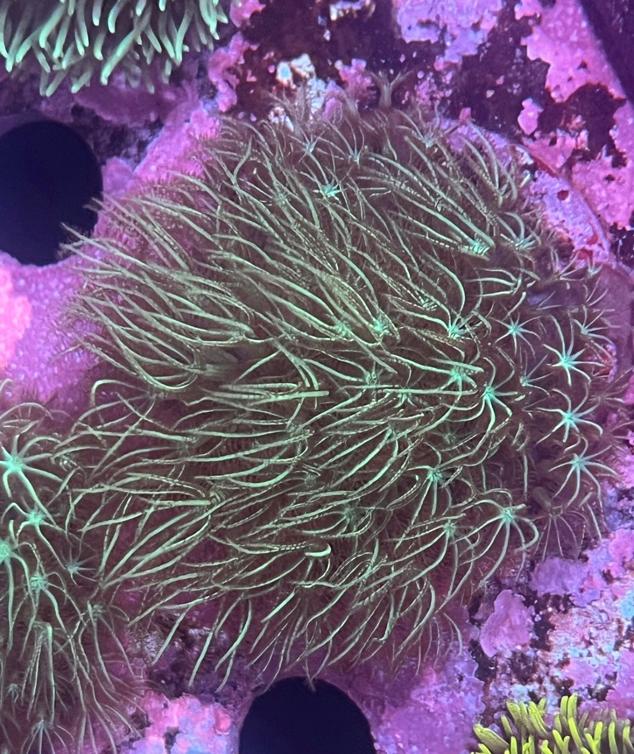 Pachyclavularia Green Mint