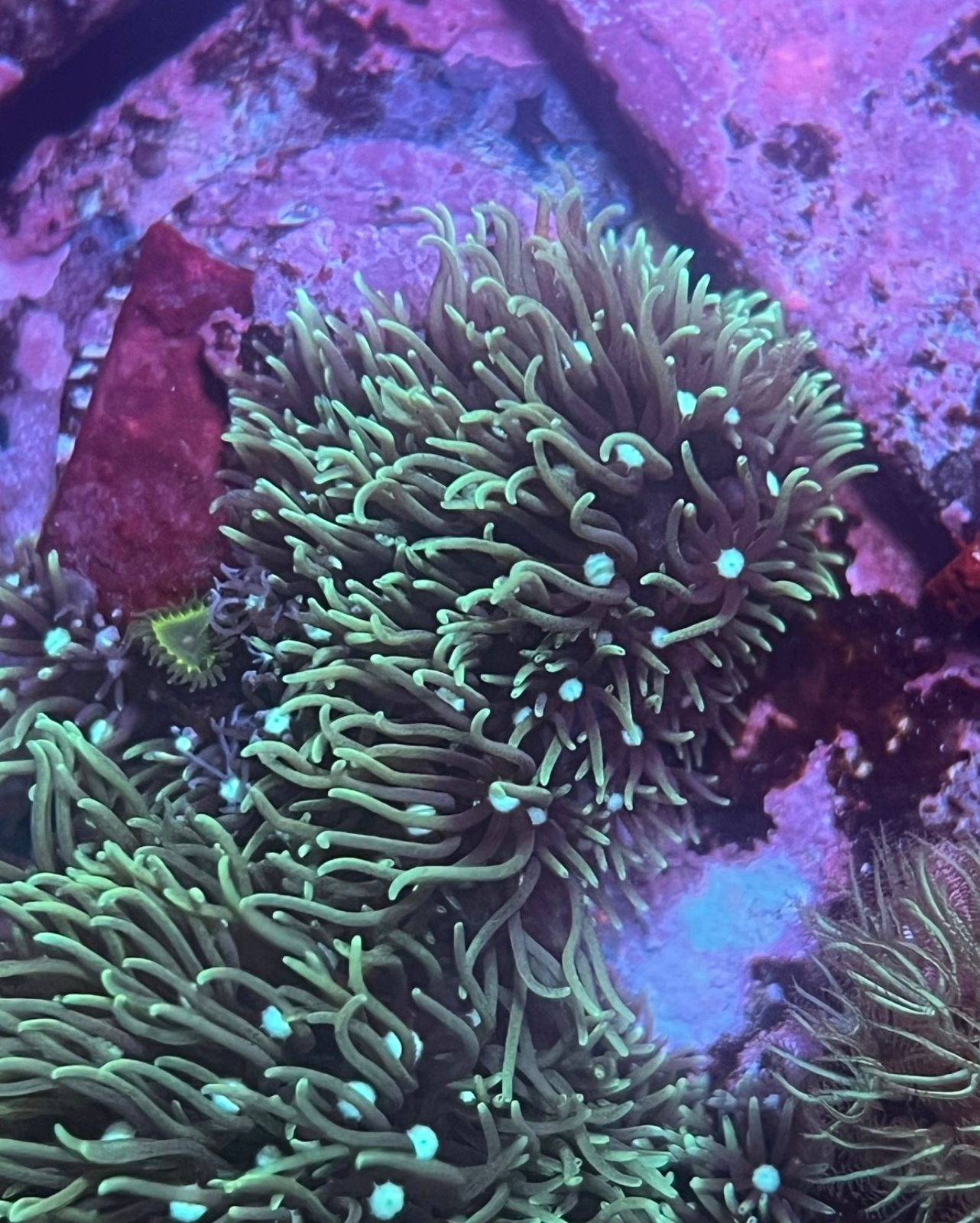 Pachyclavularia Verde - Imagen 2