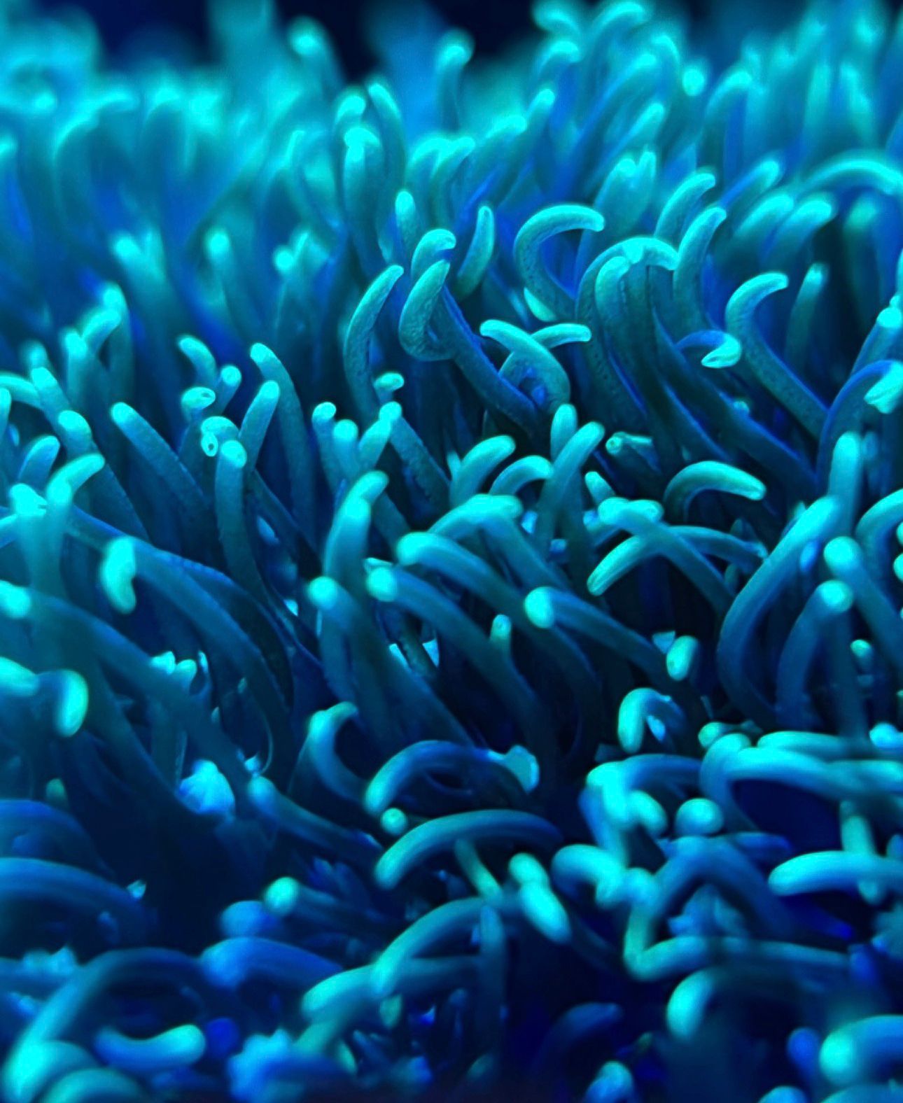 Pachyclavularia Verde - Imagen 3