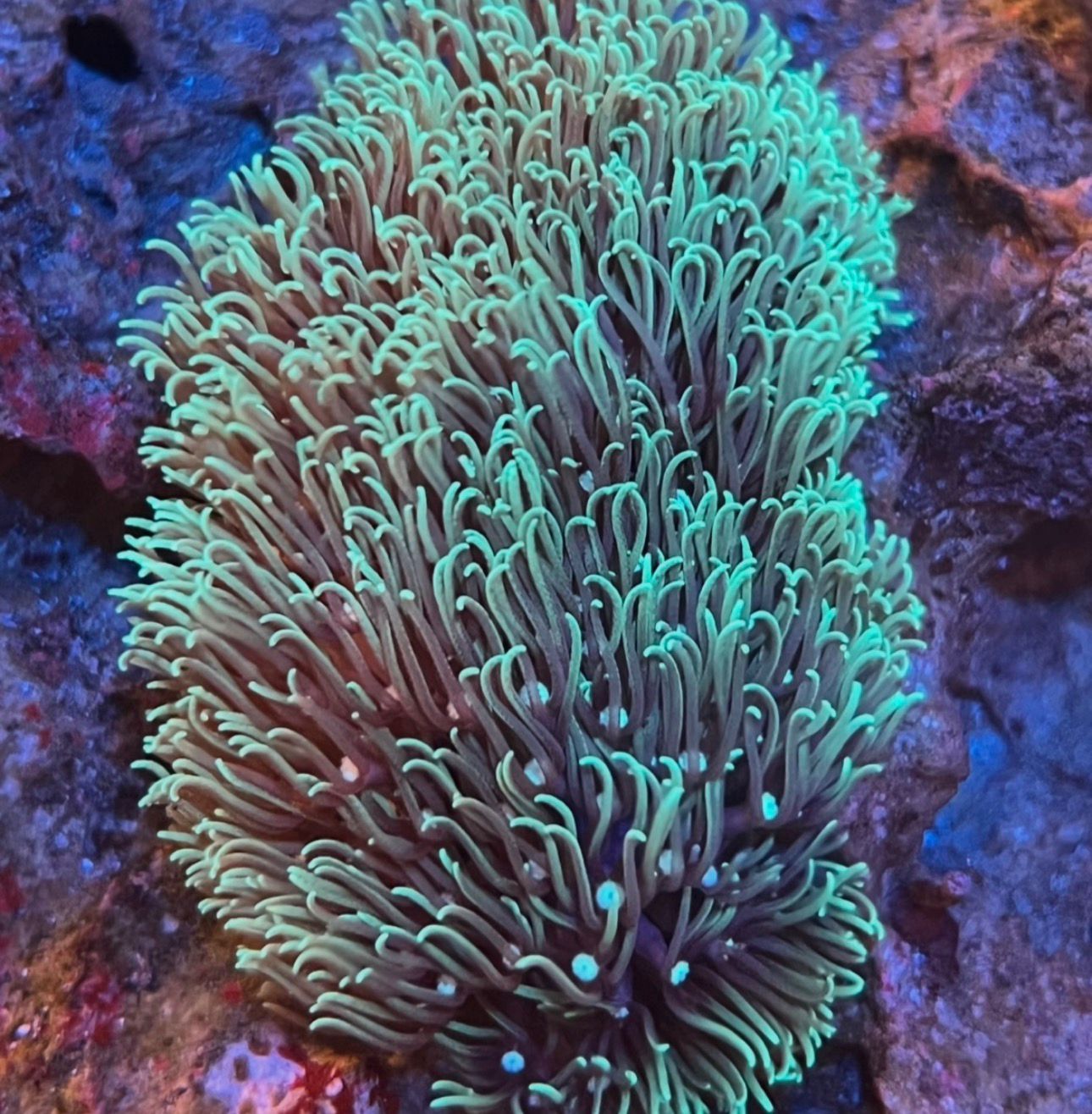 Pachyclavularia Verde - Imagen 4