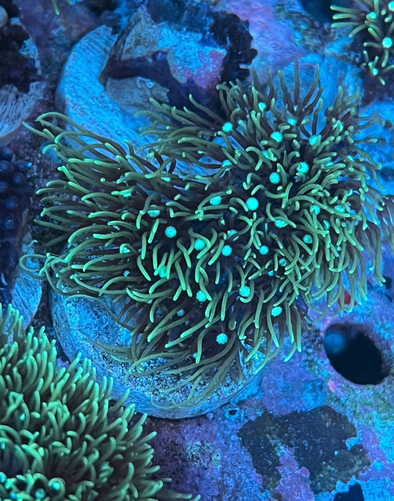 Pachyclavularia Verde