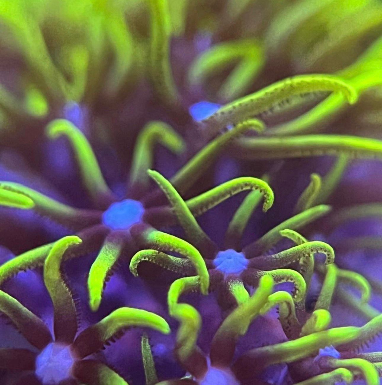 Pachyclavularia Neón - Imagen 2