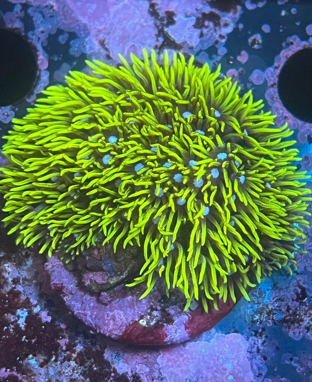 Pachyclavularia Neón