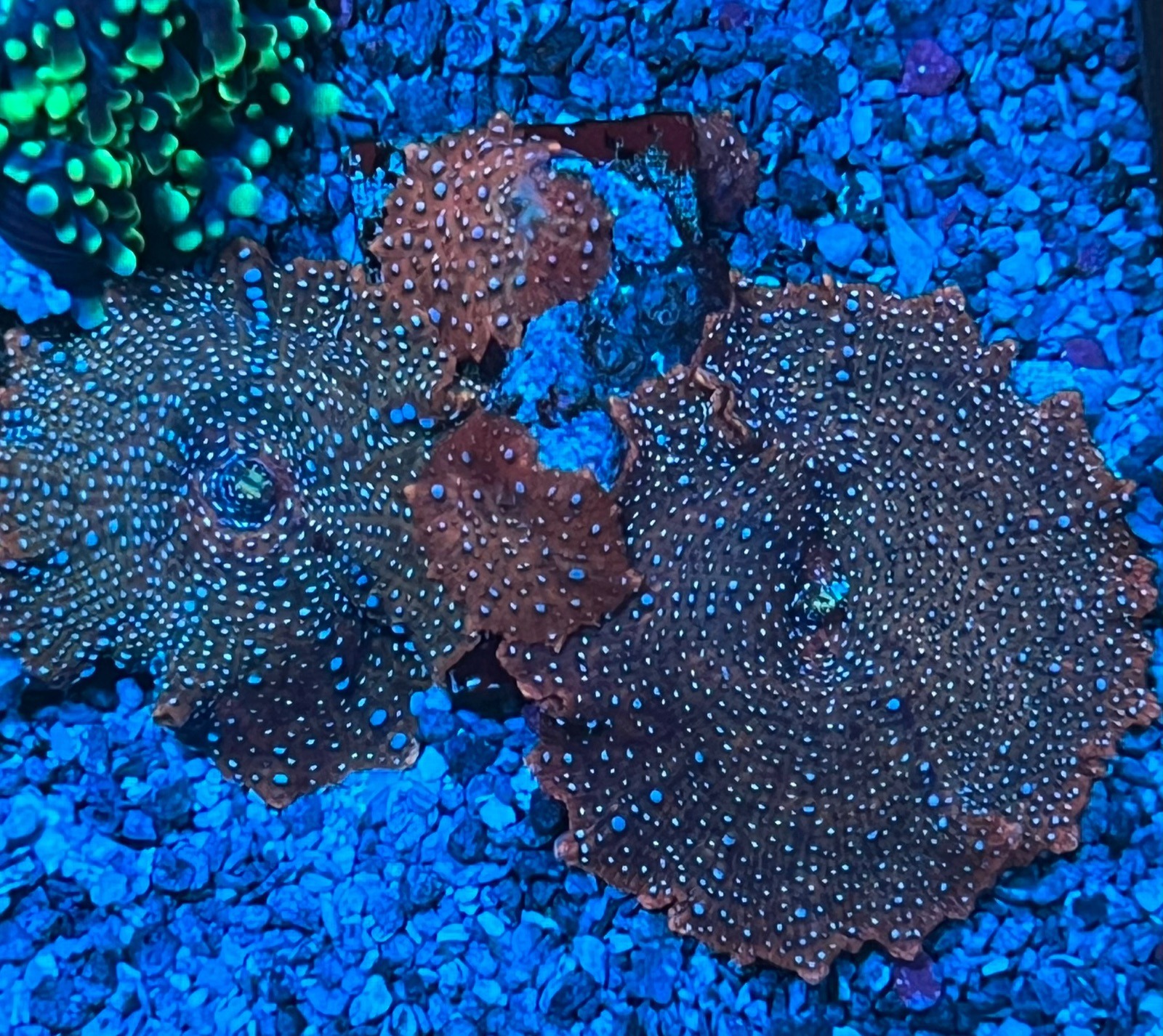 Discosoma Superman - Imagen 5