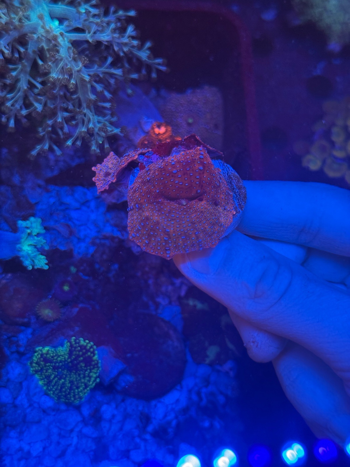 Discosoma Superman - Imagen 2