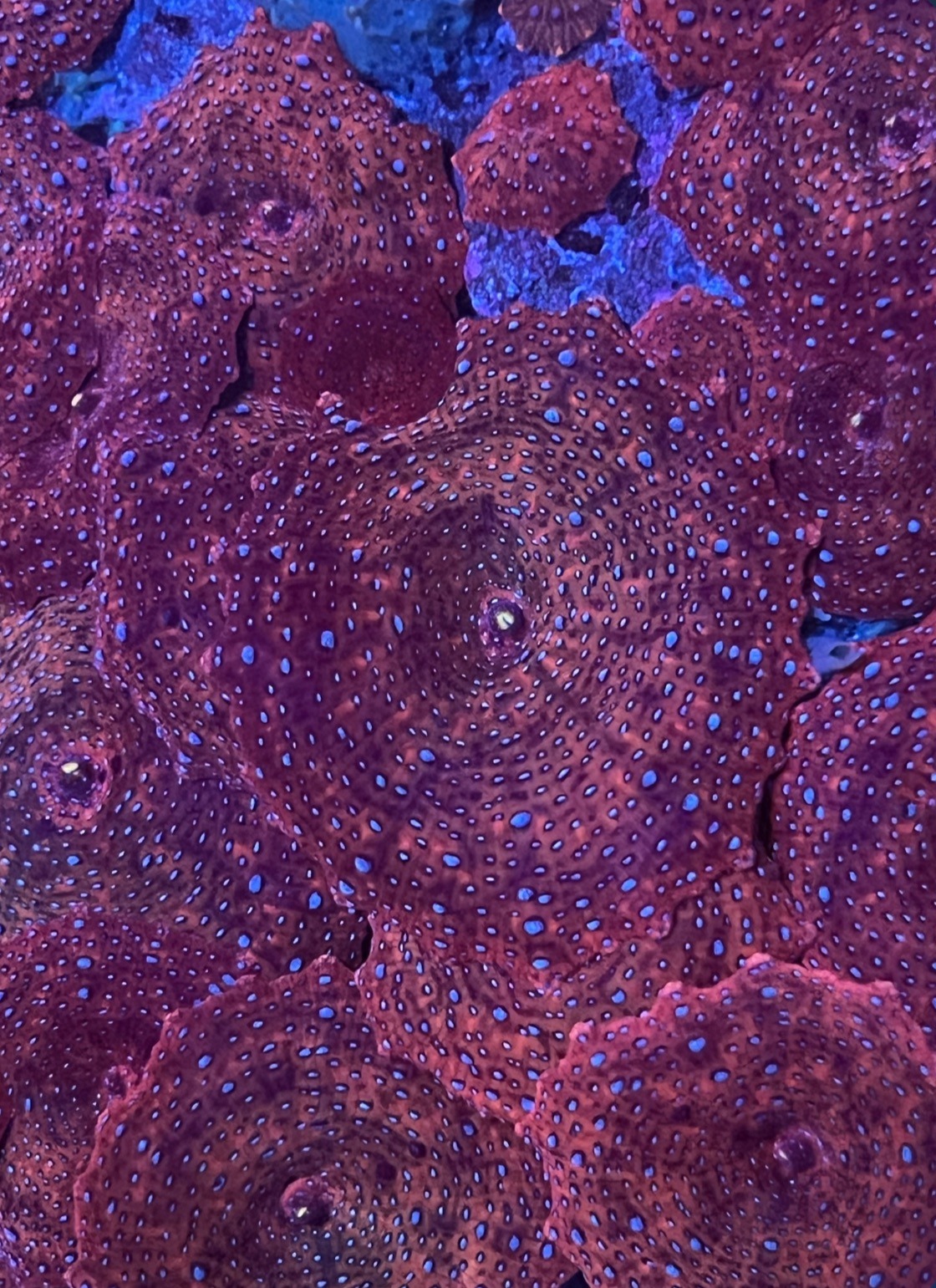 Discosoma Superman - Imagen 3