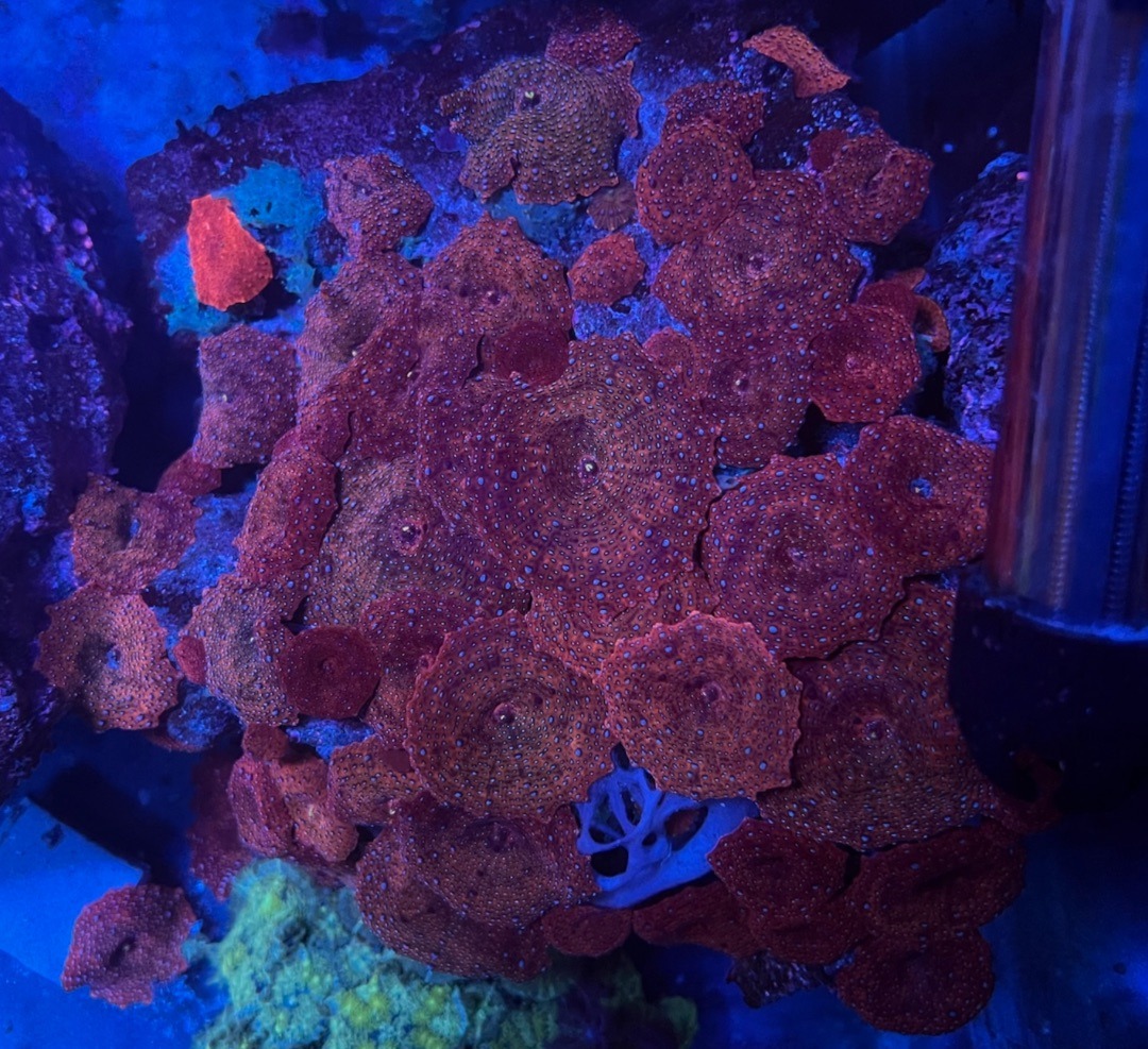 Discosoma Superman - Imagen 4