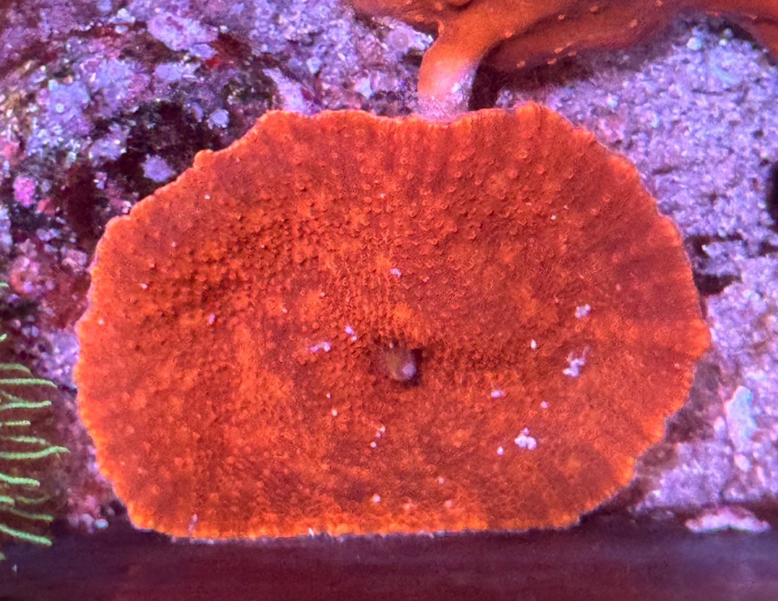 Discosoma Ultra Red - Imagen 2