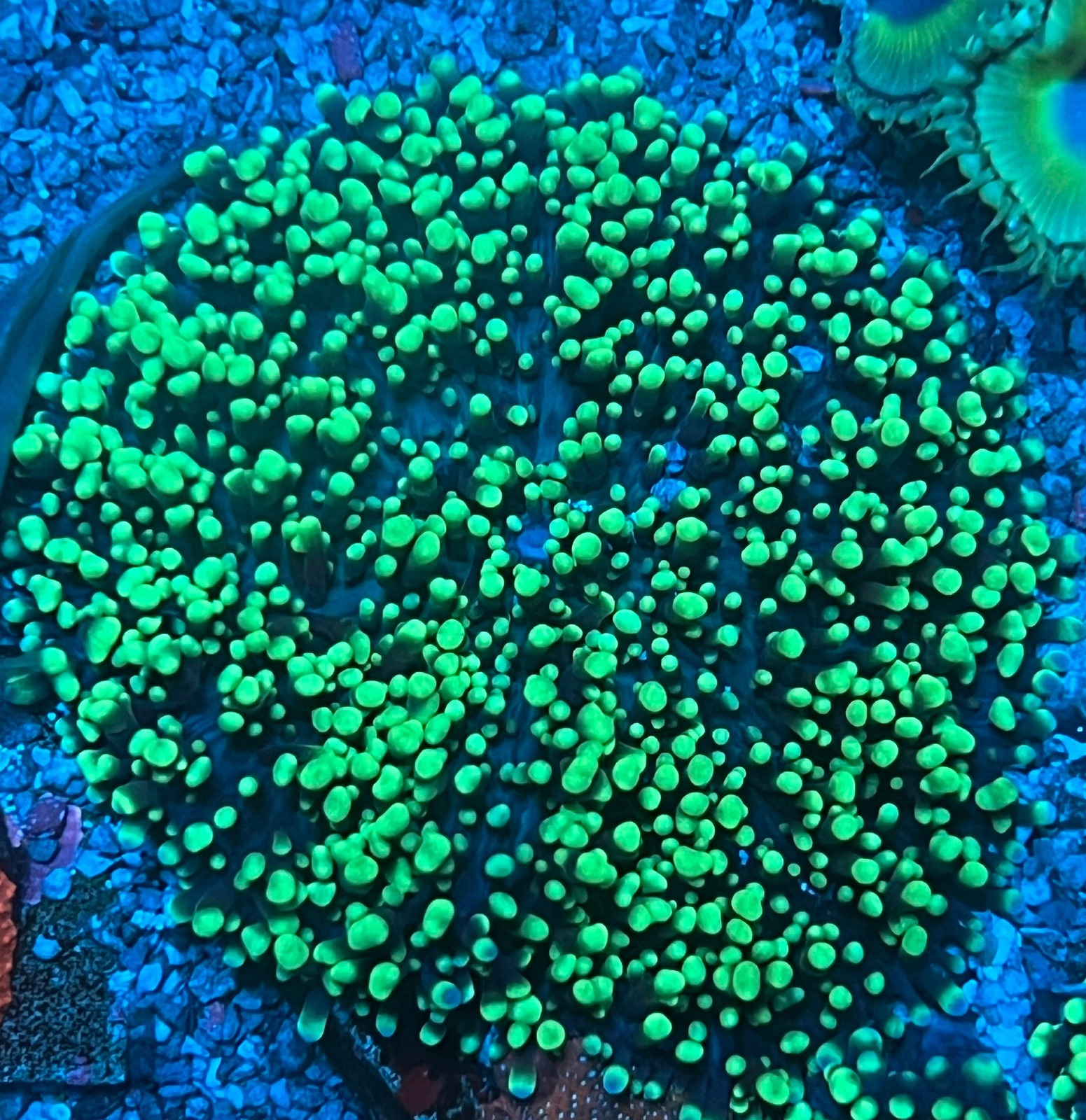 Rhodactis Indonensis