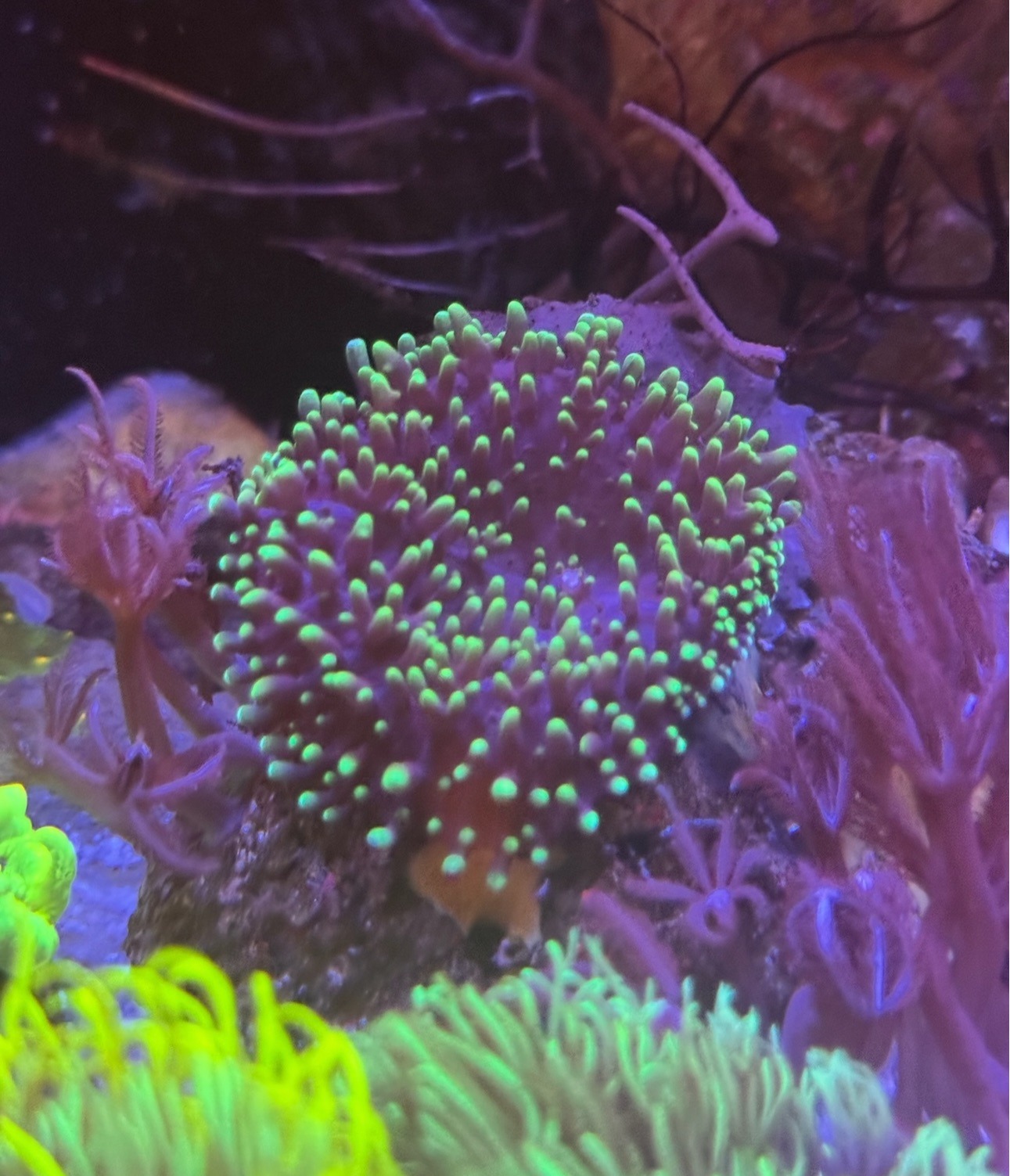 Rhodactis Indonensis - Imagen 2