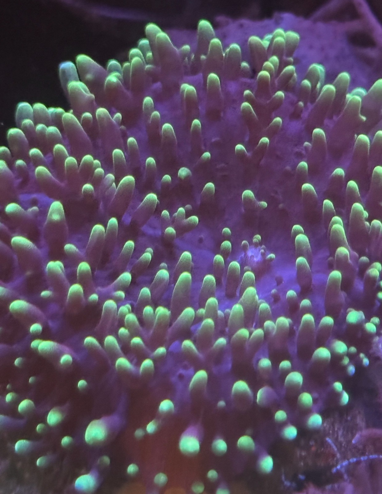 Rhodactis Indonensis - Imagen 3